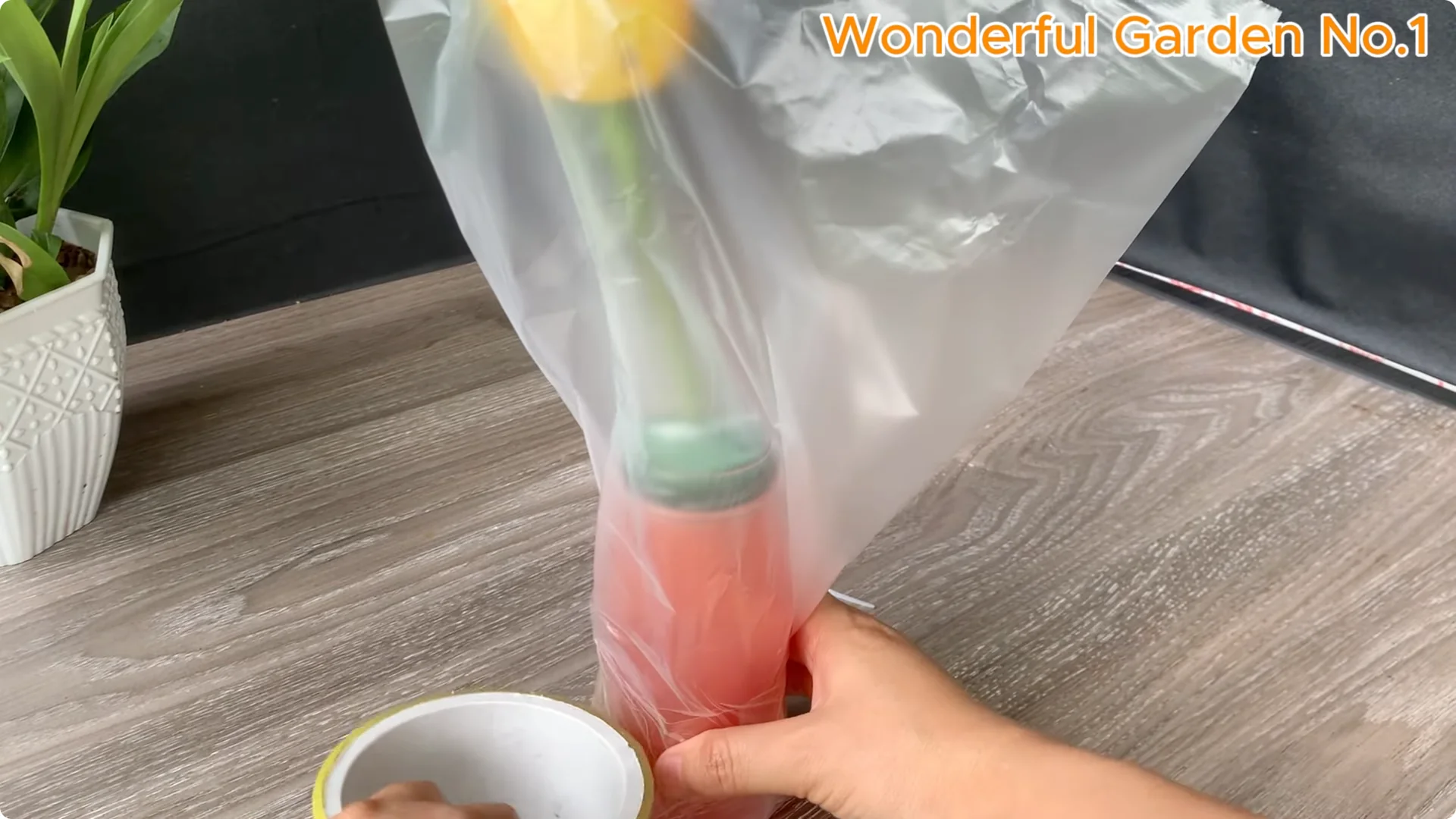 How Rose Branches in Water Can Spark Rapid Root Growth screenshot 19