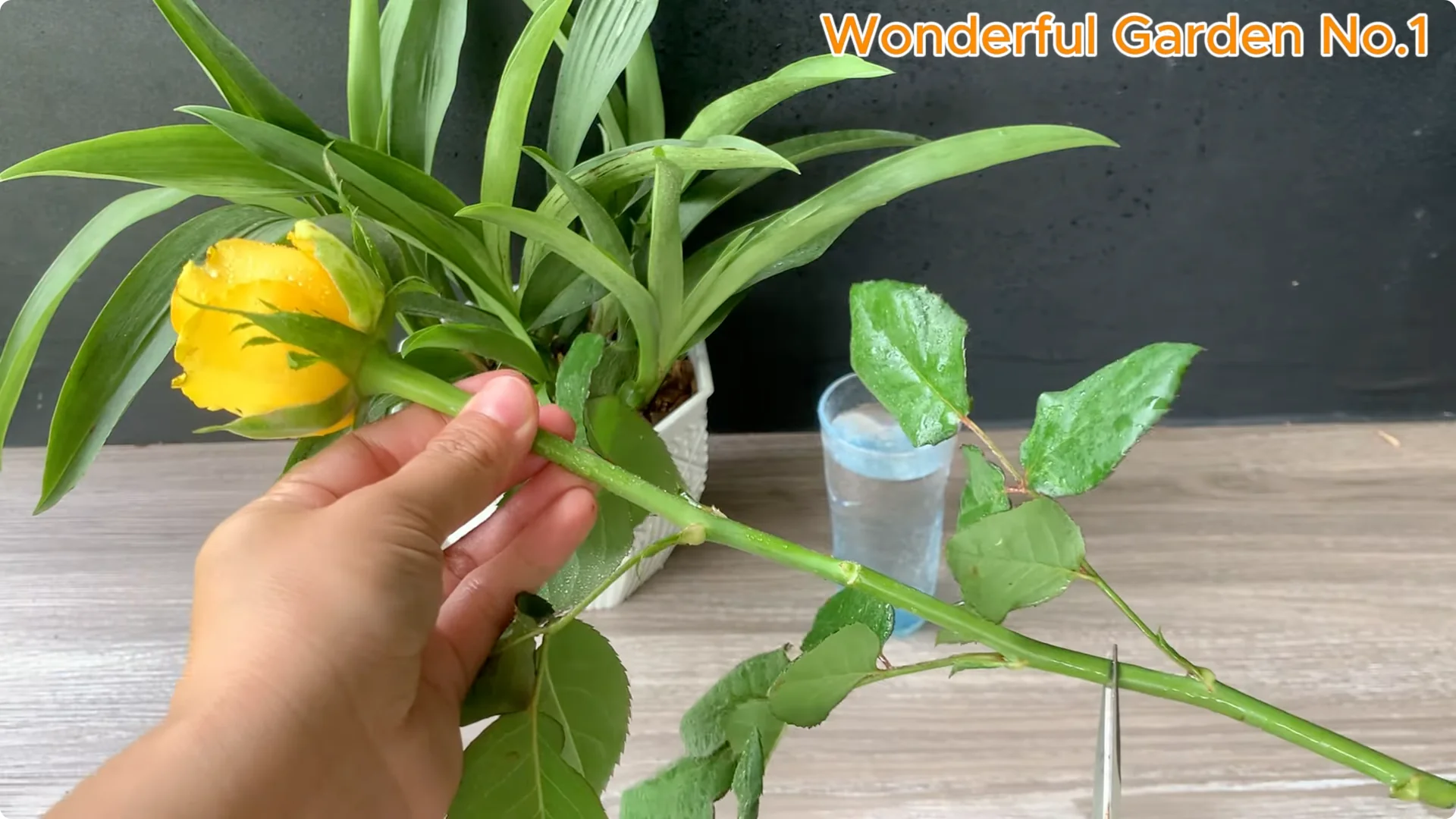 How Rose Branches in Water Can Spark Rapid Root Growth screenshot 2