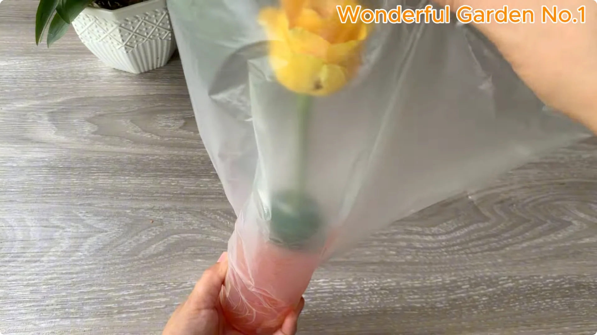 How Rose Branches in Water Can Spark Rapid Root Growth screenshot 20