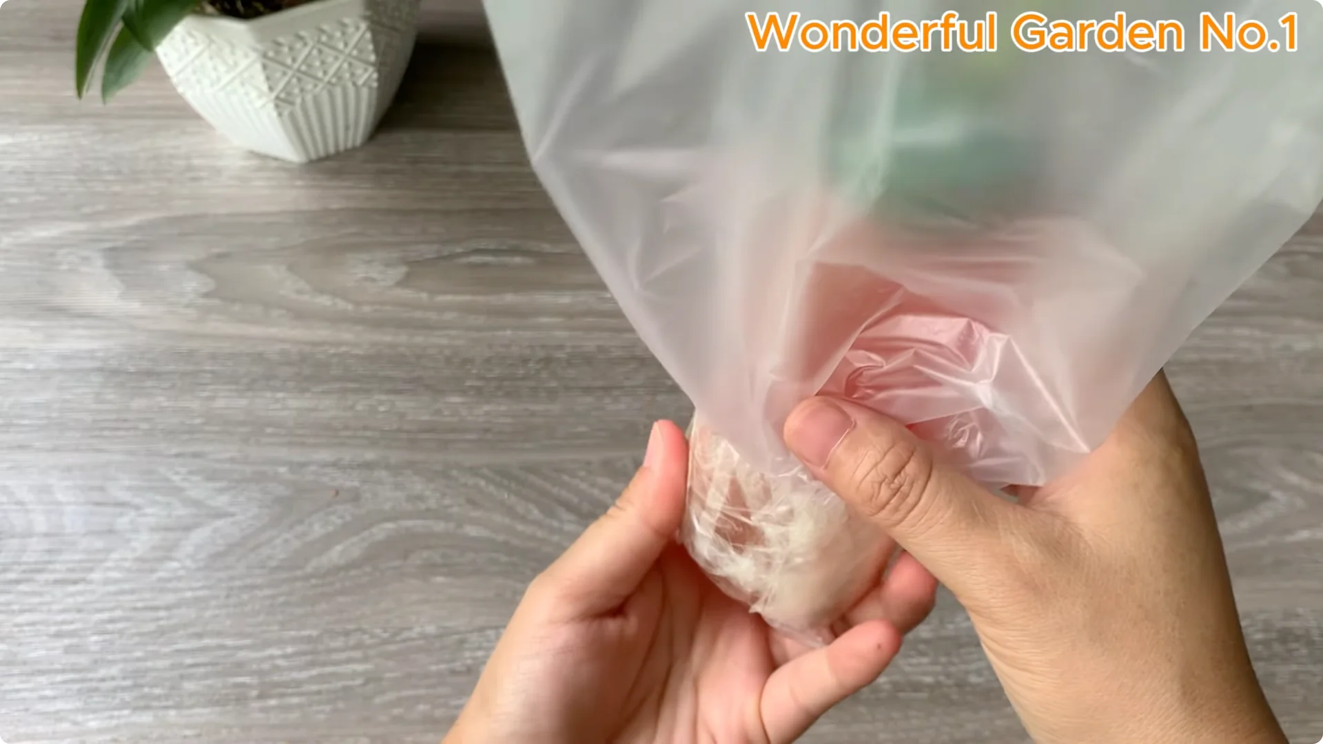 How Rose Branches in Water Can Spark Rapid Root Growth screenshot 21