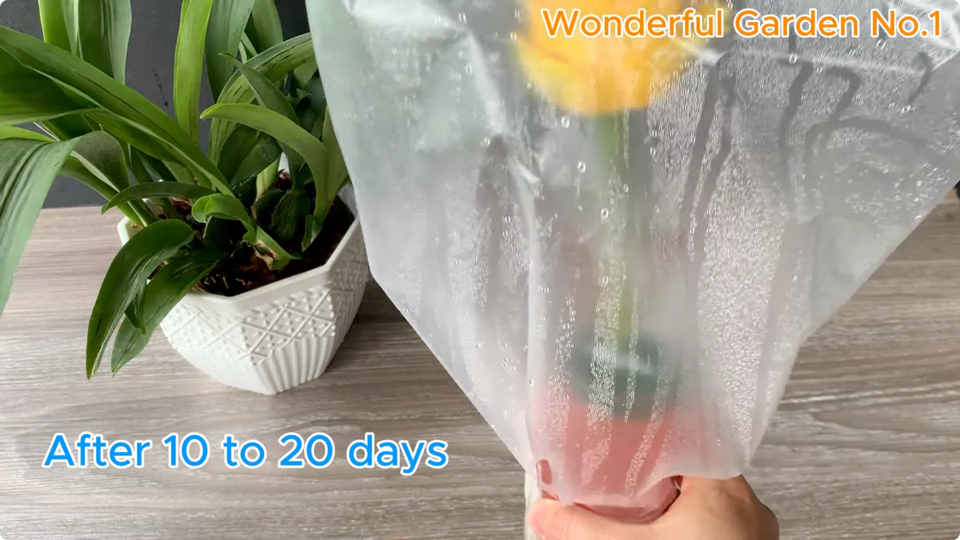 How Rose Branches in Water Can Spark Rapid Root Growth screenshot 22