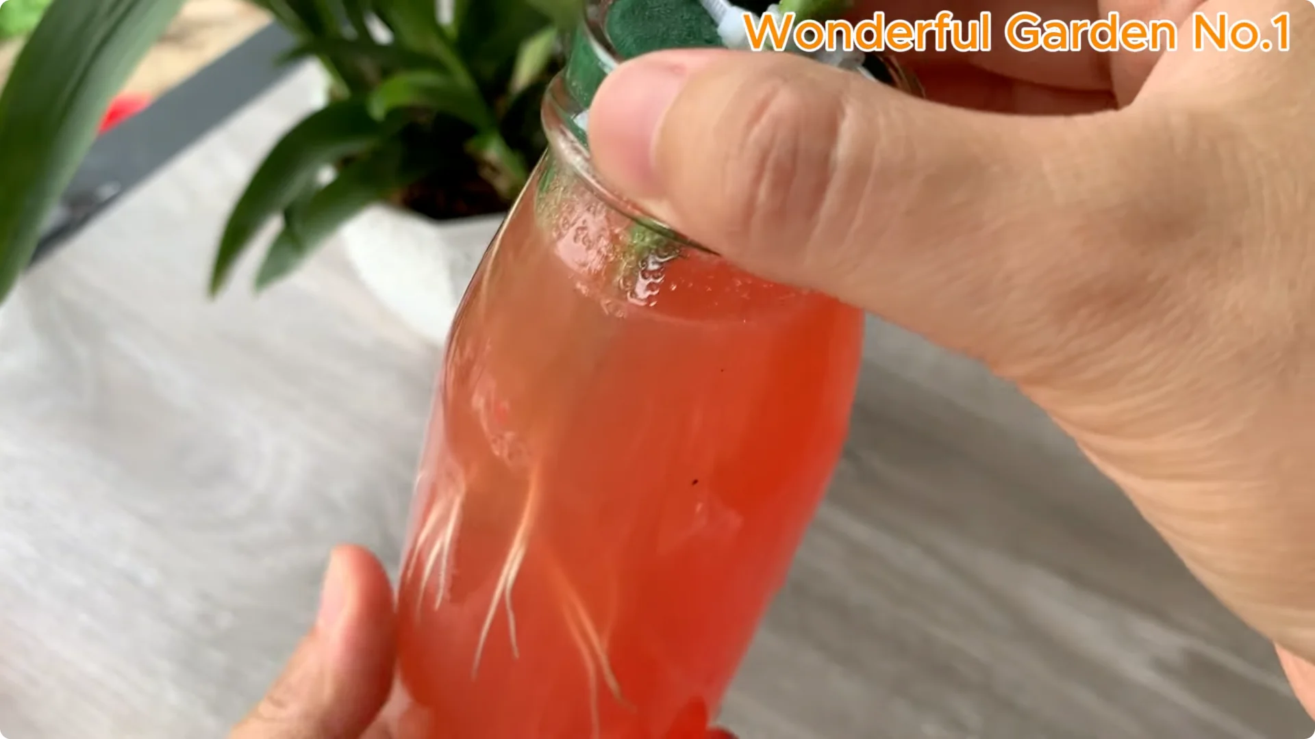 How Rose Branches in Water Can Spark Rapid Root Growth screenshot 23