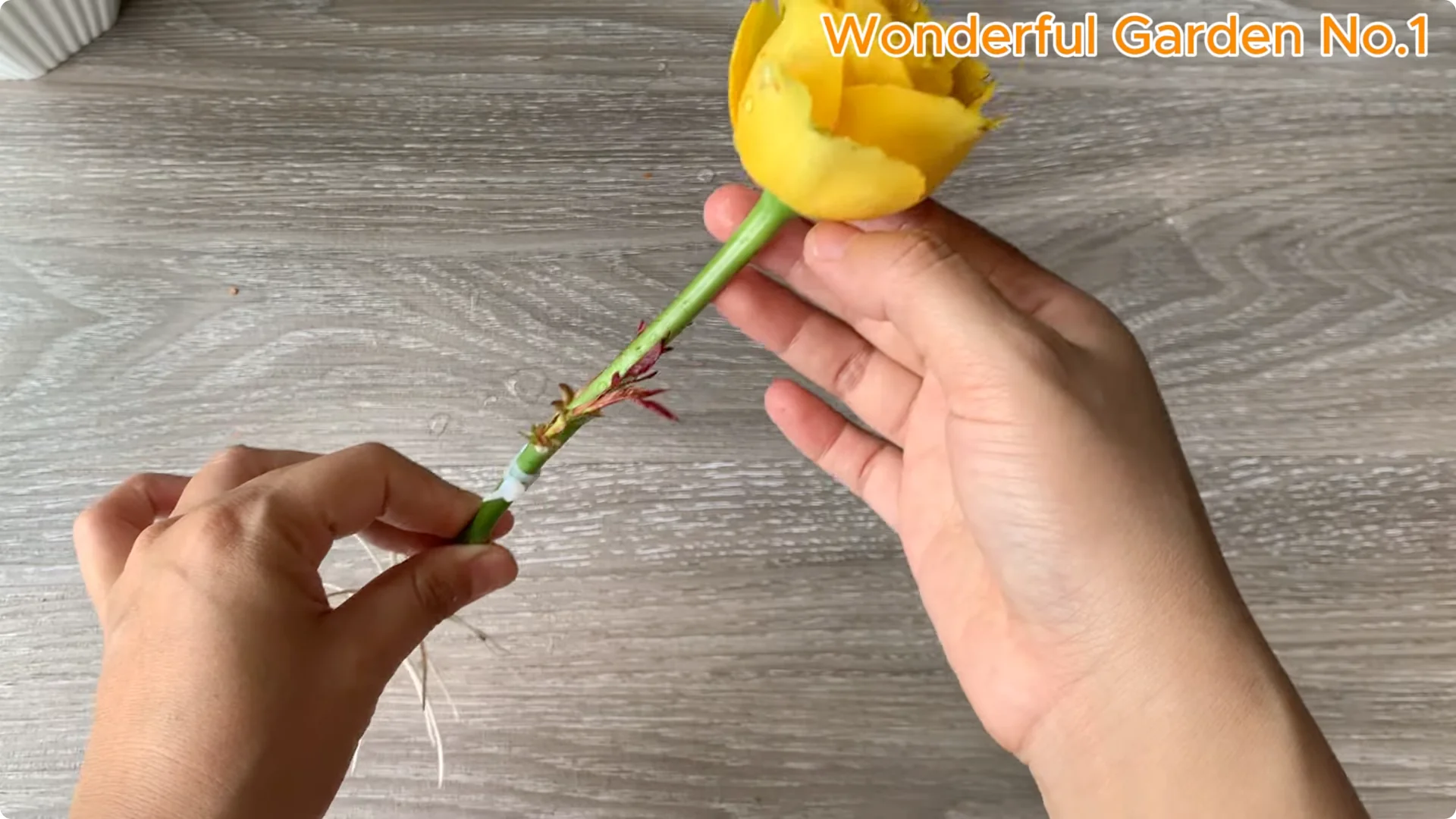 How Rose Branches in Water Can Spark Rapid Root Growth screenshot 24