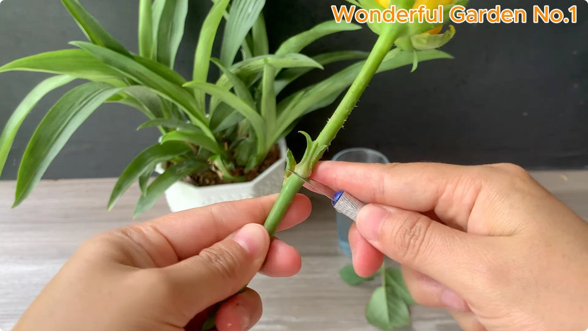 How Rose Branches in Water Can Spark Rapid Root Growth screenshot 3