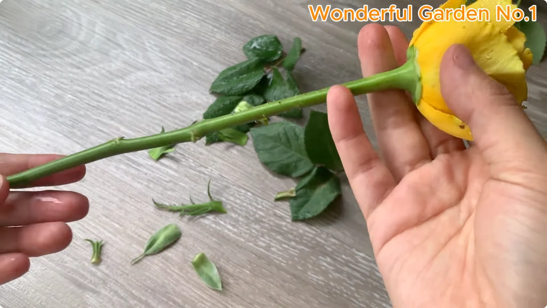 How Rose Branches in Water Can Spark Rapid Root Growth screenshot 5