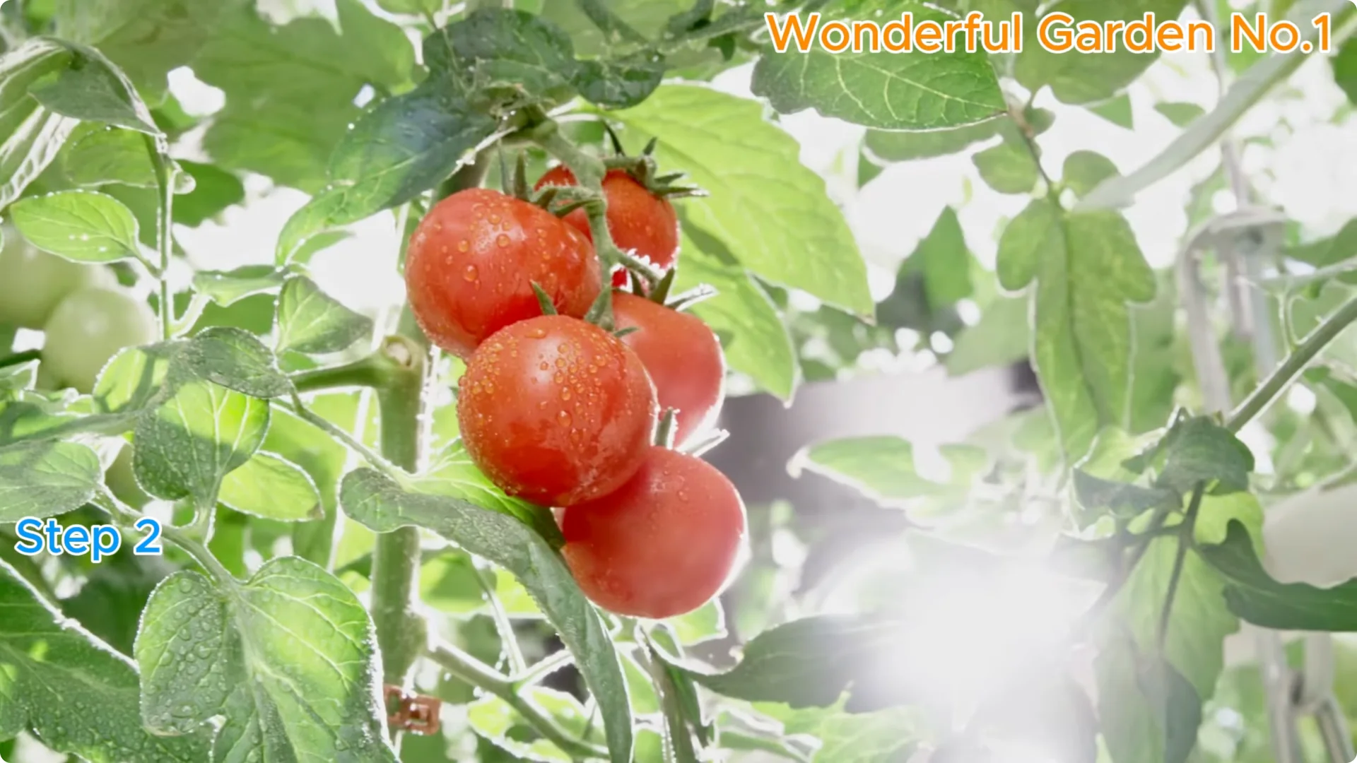 How Rose Branches in Water Can Spark Rapid Root Growth screenshot 6