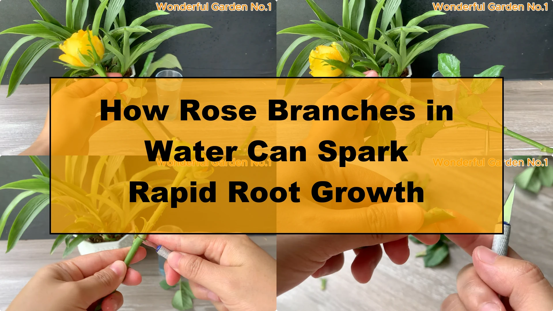 How Rose Branches in Water Can Spark Rapid Root Growth - Featured Image