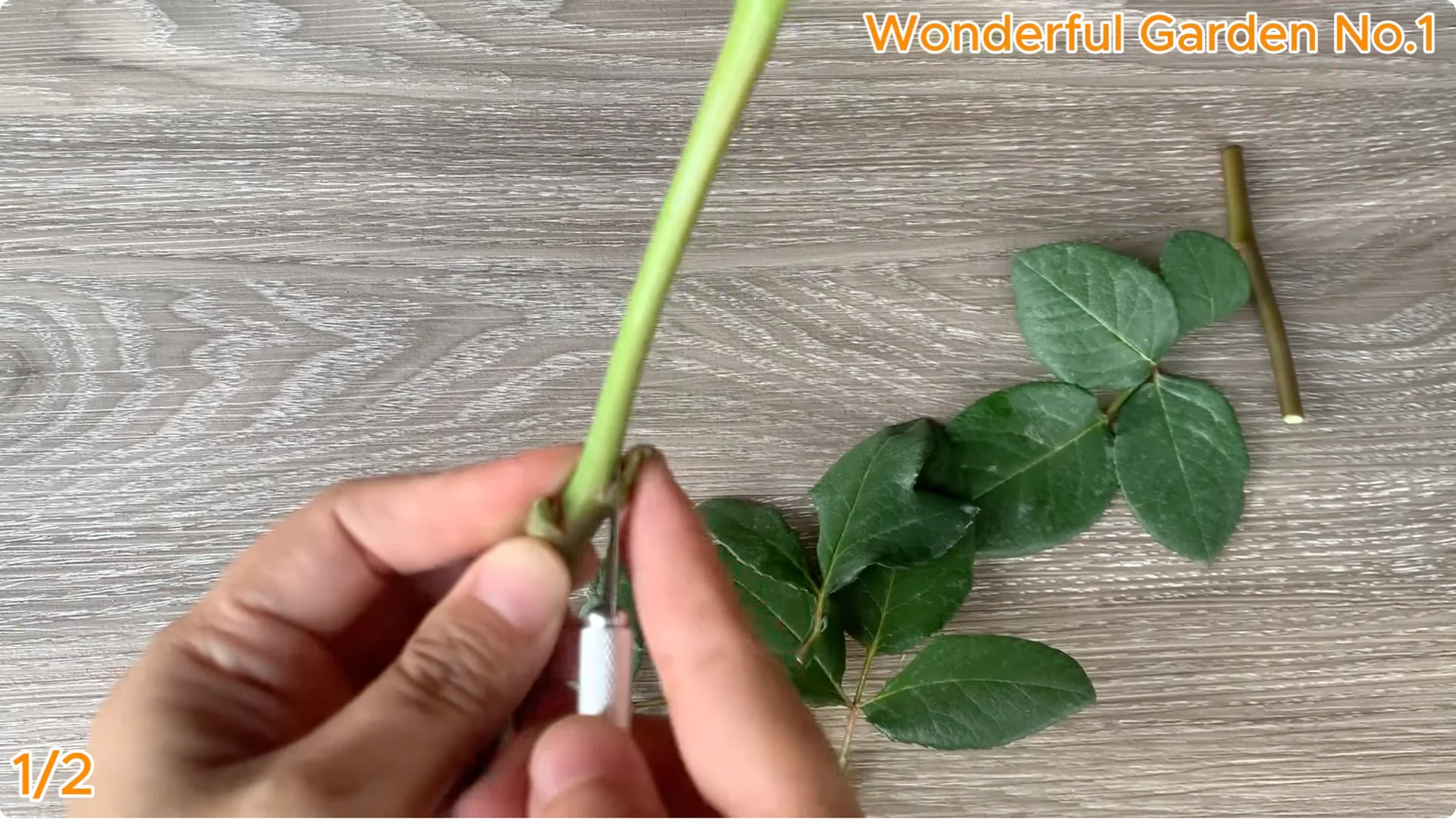 How This Simple Water Trick Grows 999 Rose Roots Overnight screenshot 1