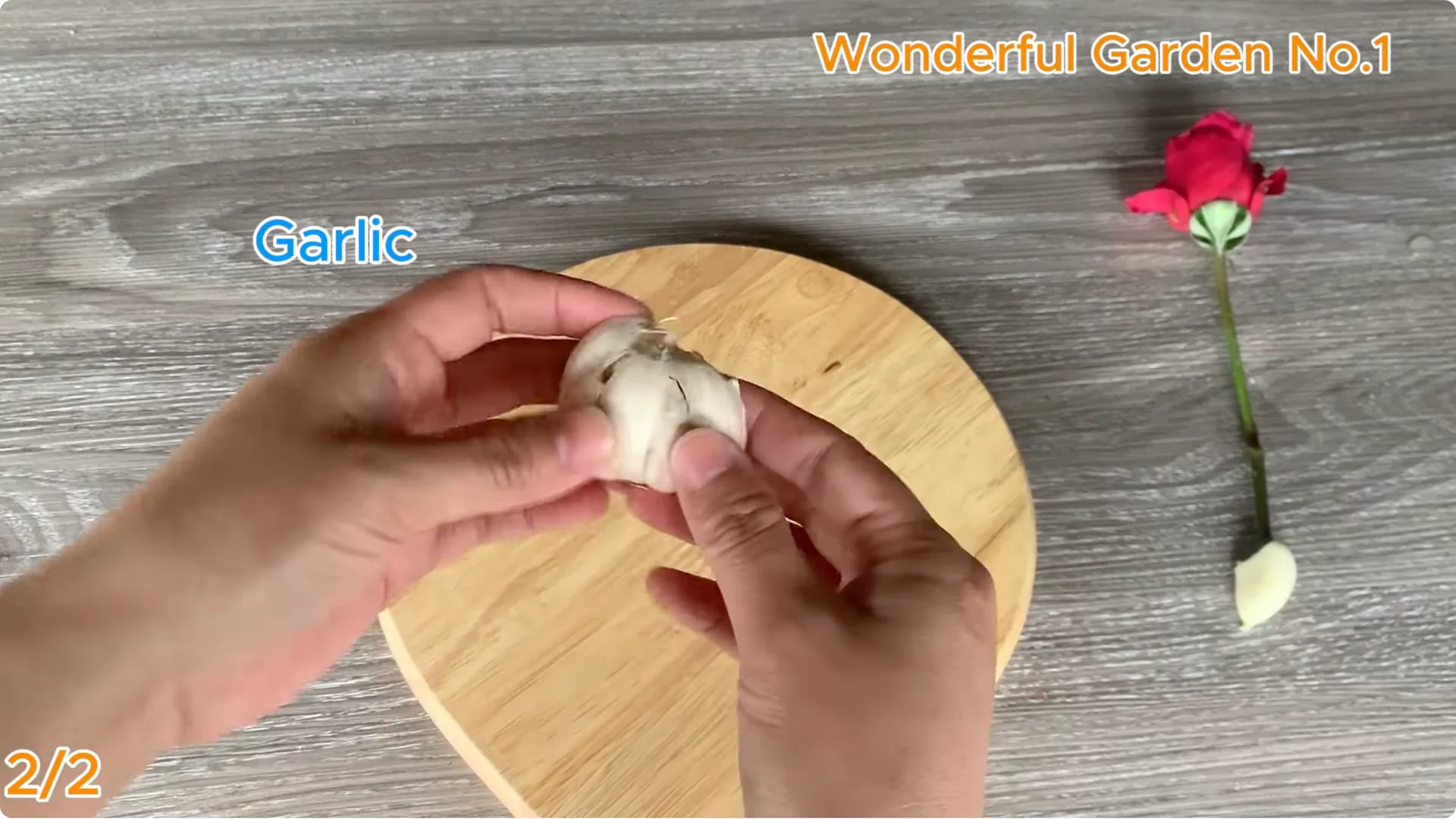 How This Simple Water Trick Grows 999 Rose Roots Overnight screenshot 5