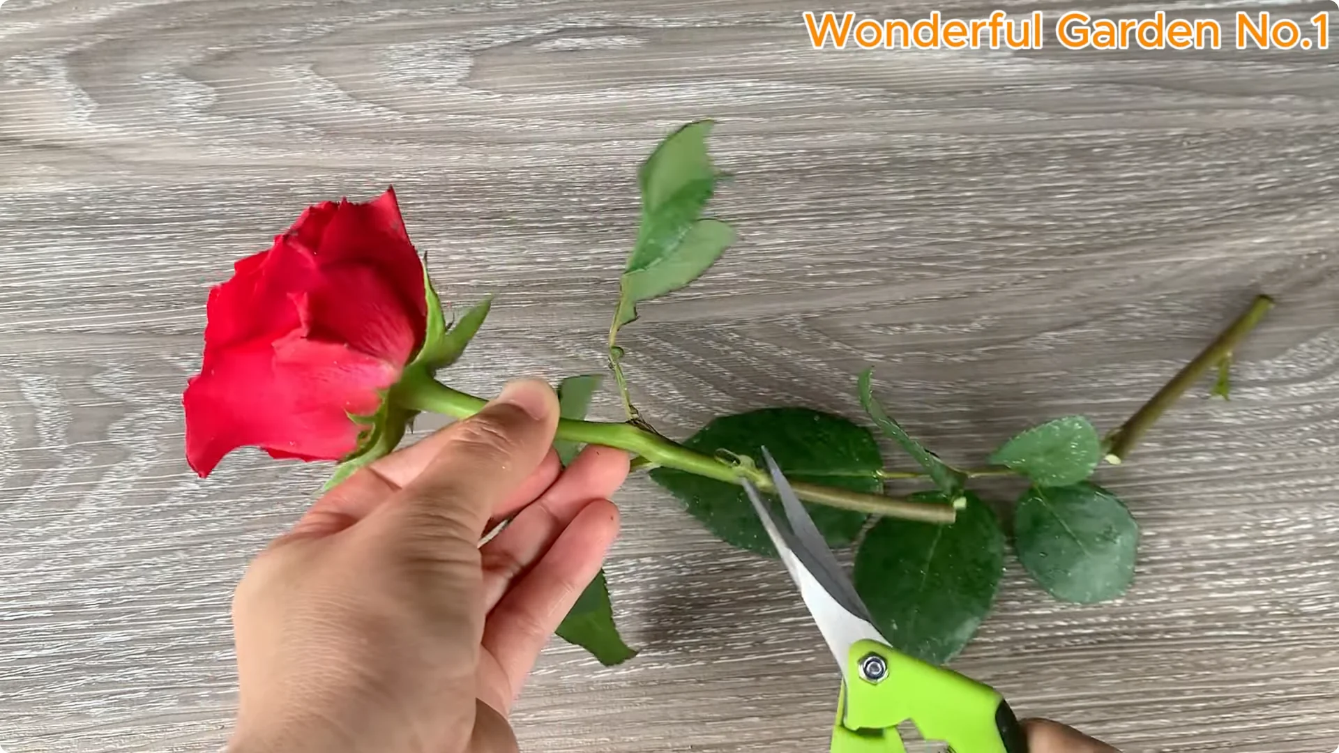 How to Easily Propagate Roses at Home: A Simple Guide screenshot 1