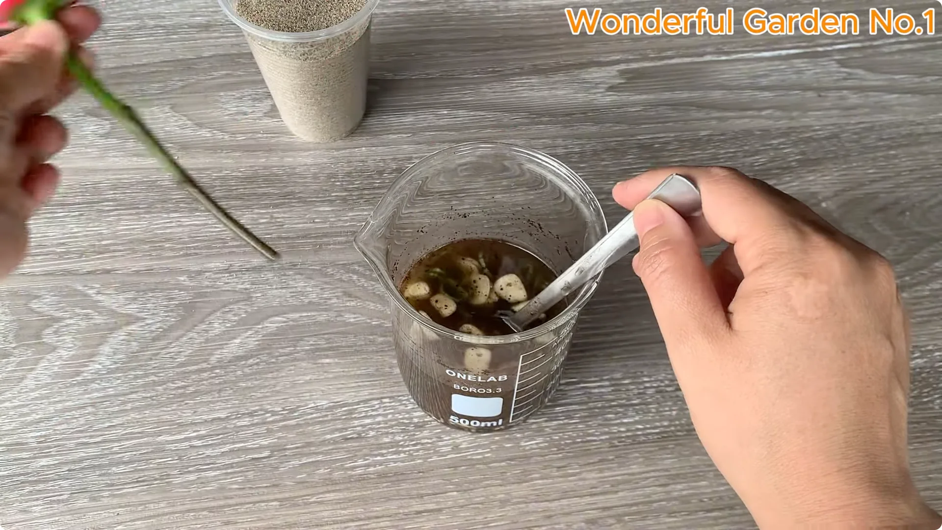 How to Easily Propagate Roses at Home: A Simple Guide screenshot 12