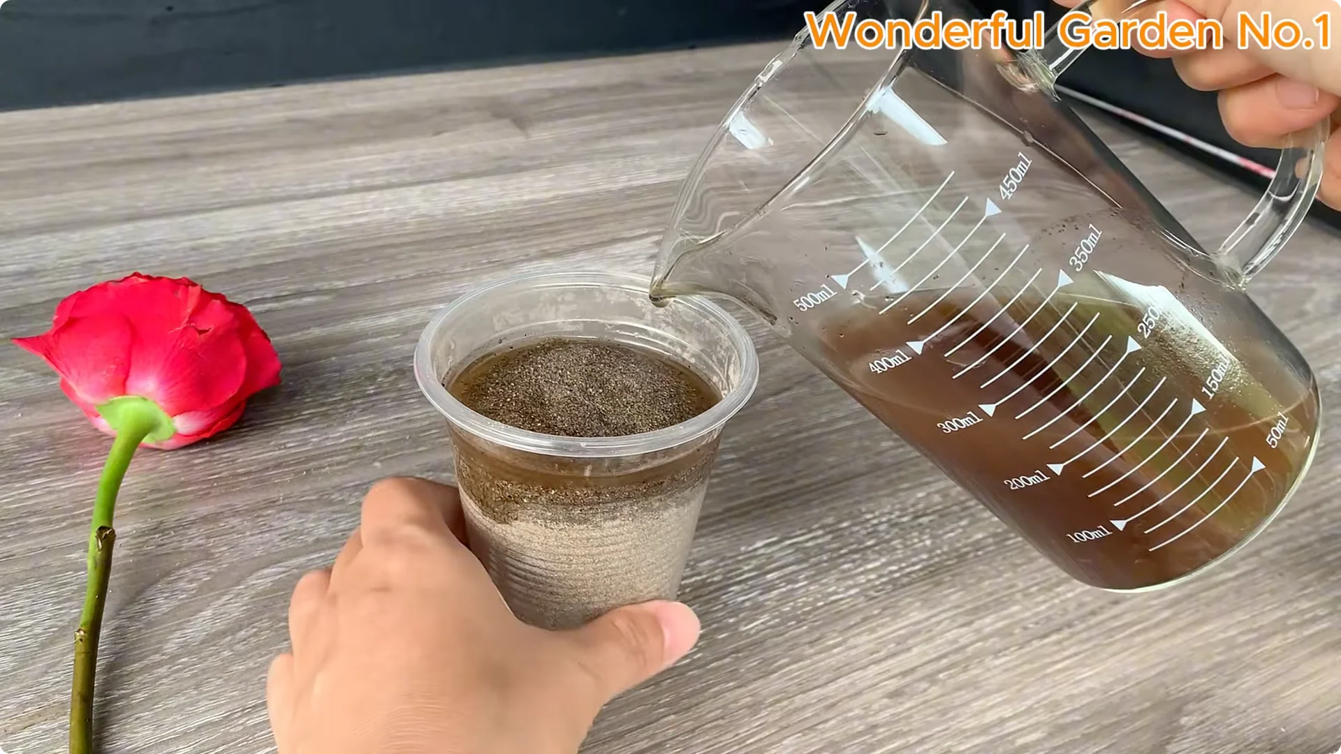 How to Easily Propagate Roses at Home: A Simple Guide screenshot 13