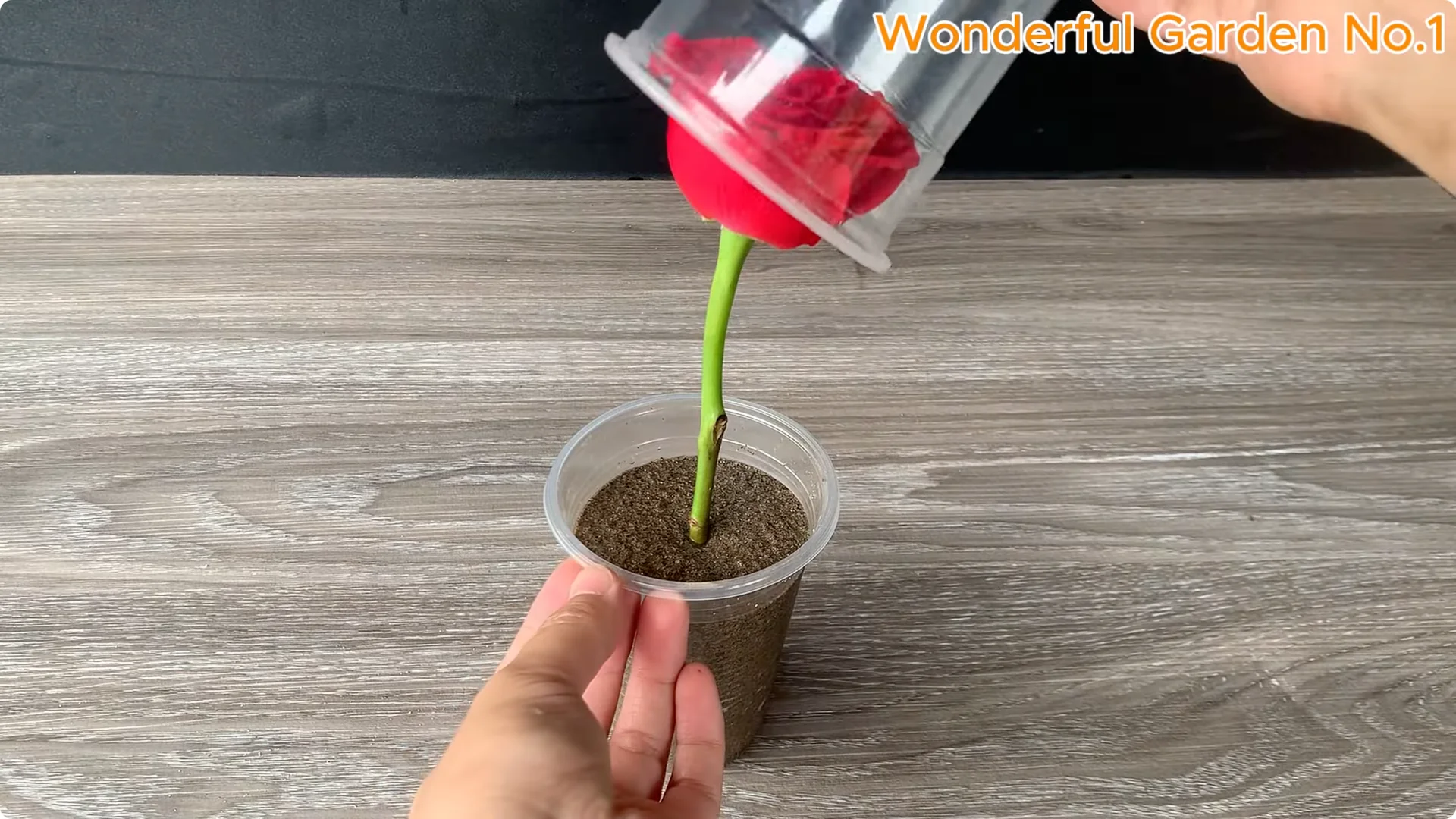 How to Easily Propagate Roses at Home: A Simple Guide screenshot 14