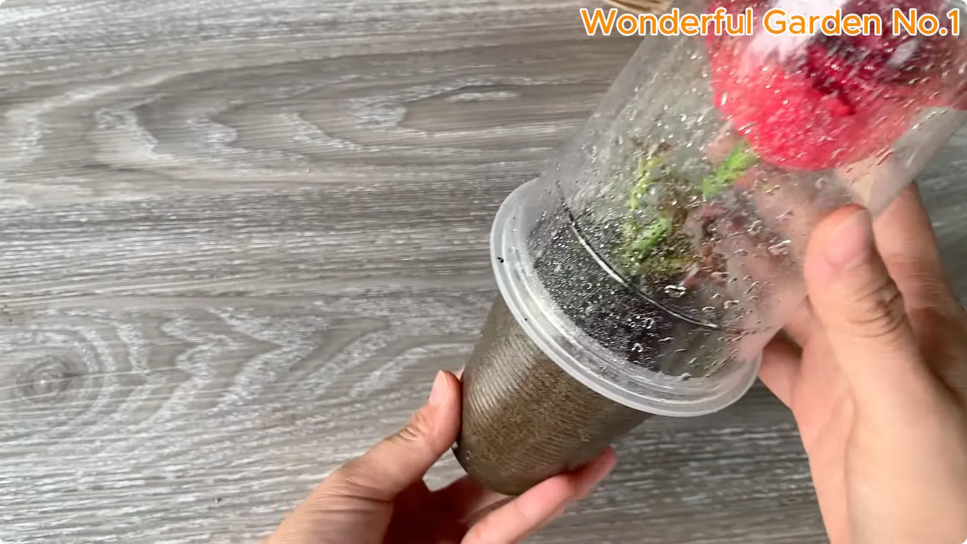 How to Easily Propagate Roses at Home: A Simple Guide screenshot 15