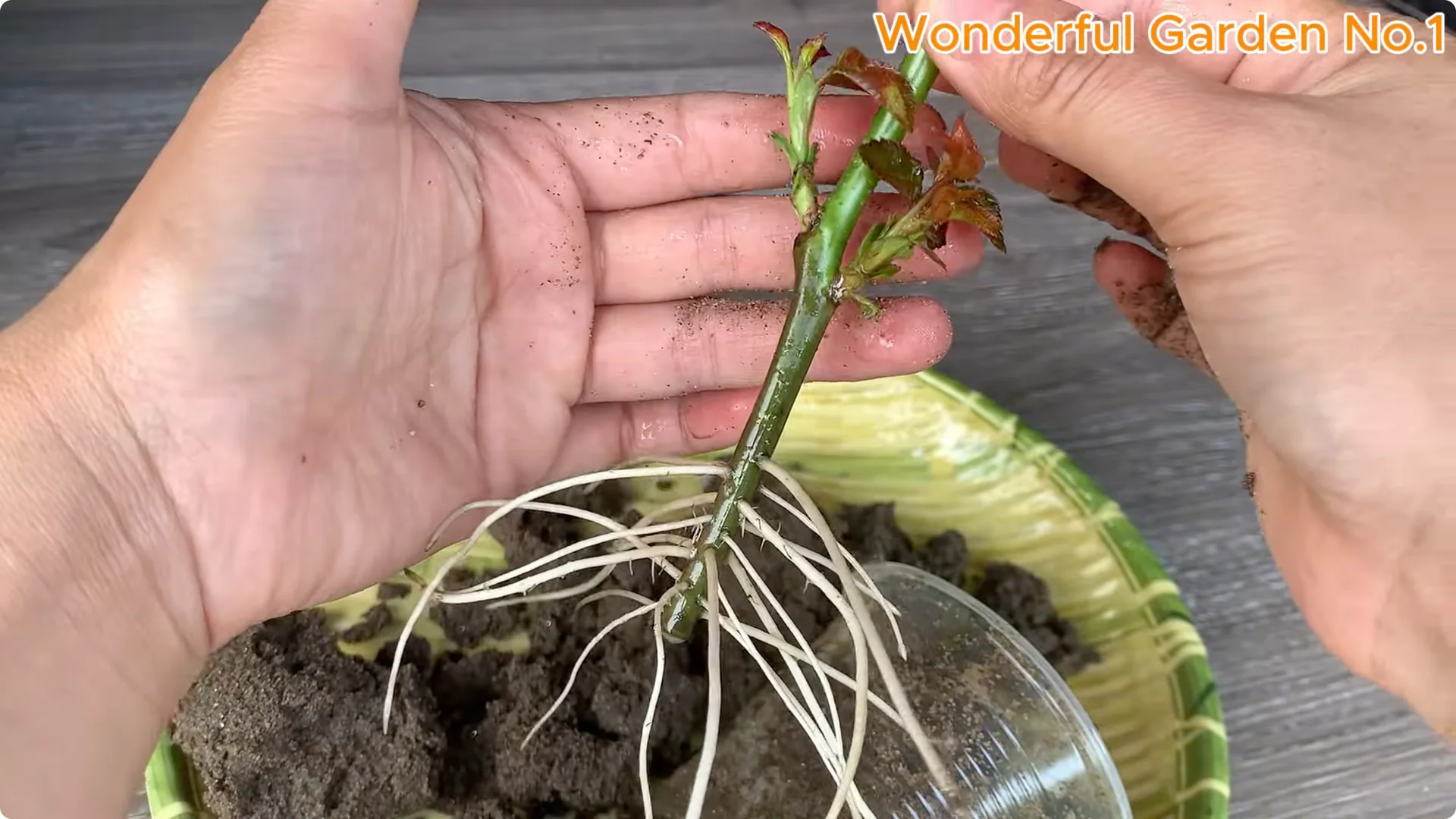 How to Easily Propagate Roses at Home: A Simple Guide screenshot 16
