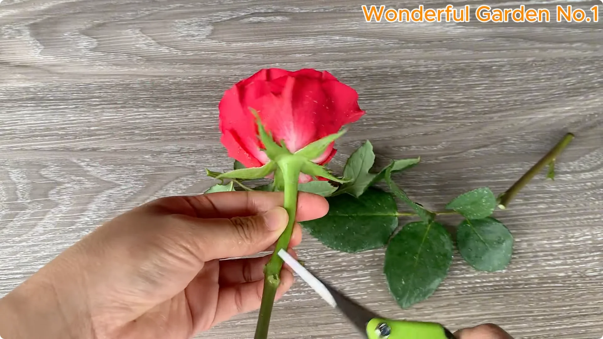 How to Easily Propagate Roses at Home: A Simple Guide screenshot 2