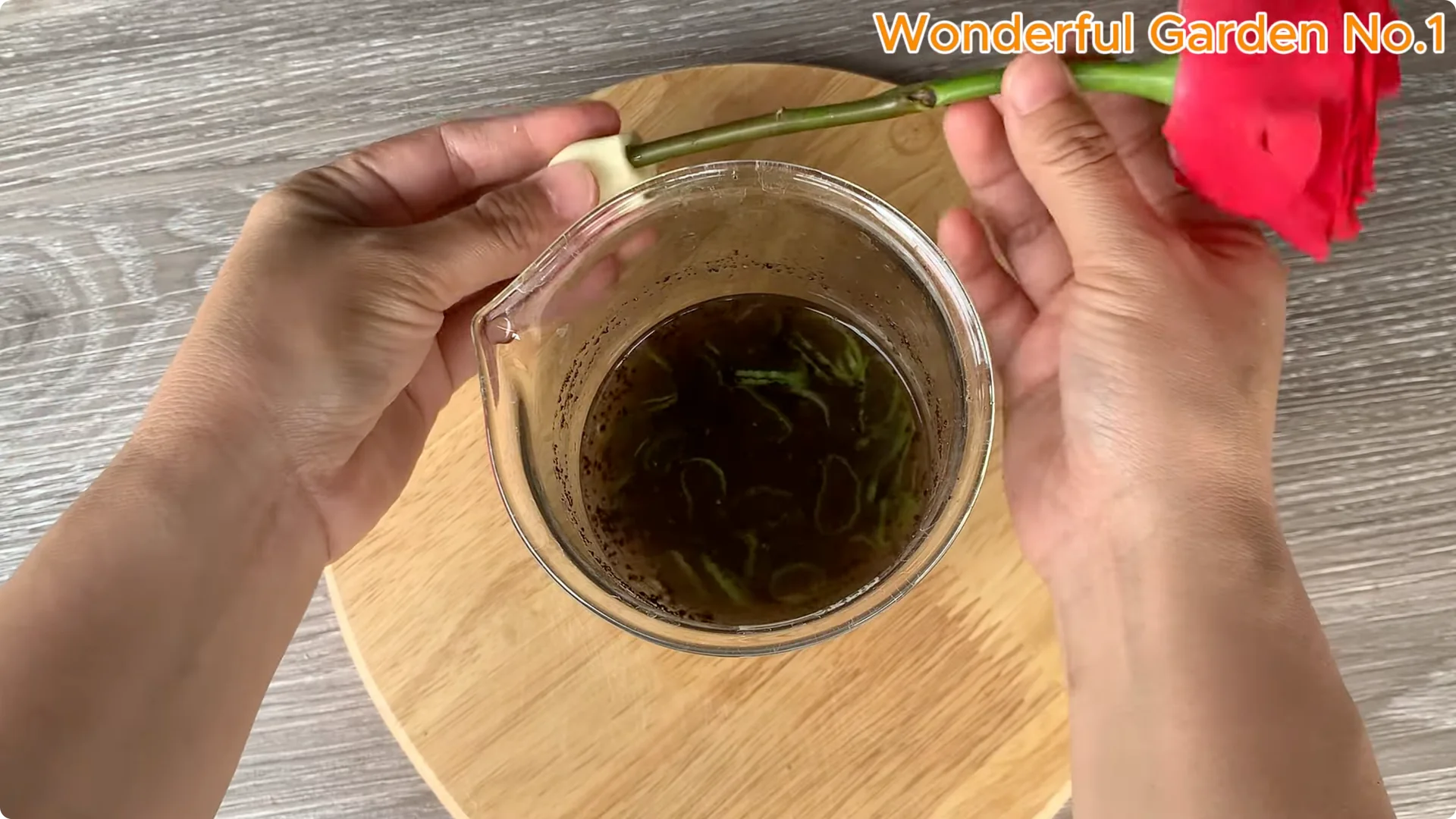 How to Easily Propagate Roses at Home: A Simple Guide screenshot 9