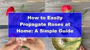 How to Easily Propagate Roses at Home: A Simple Guide - Featured Image