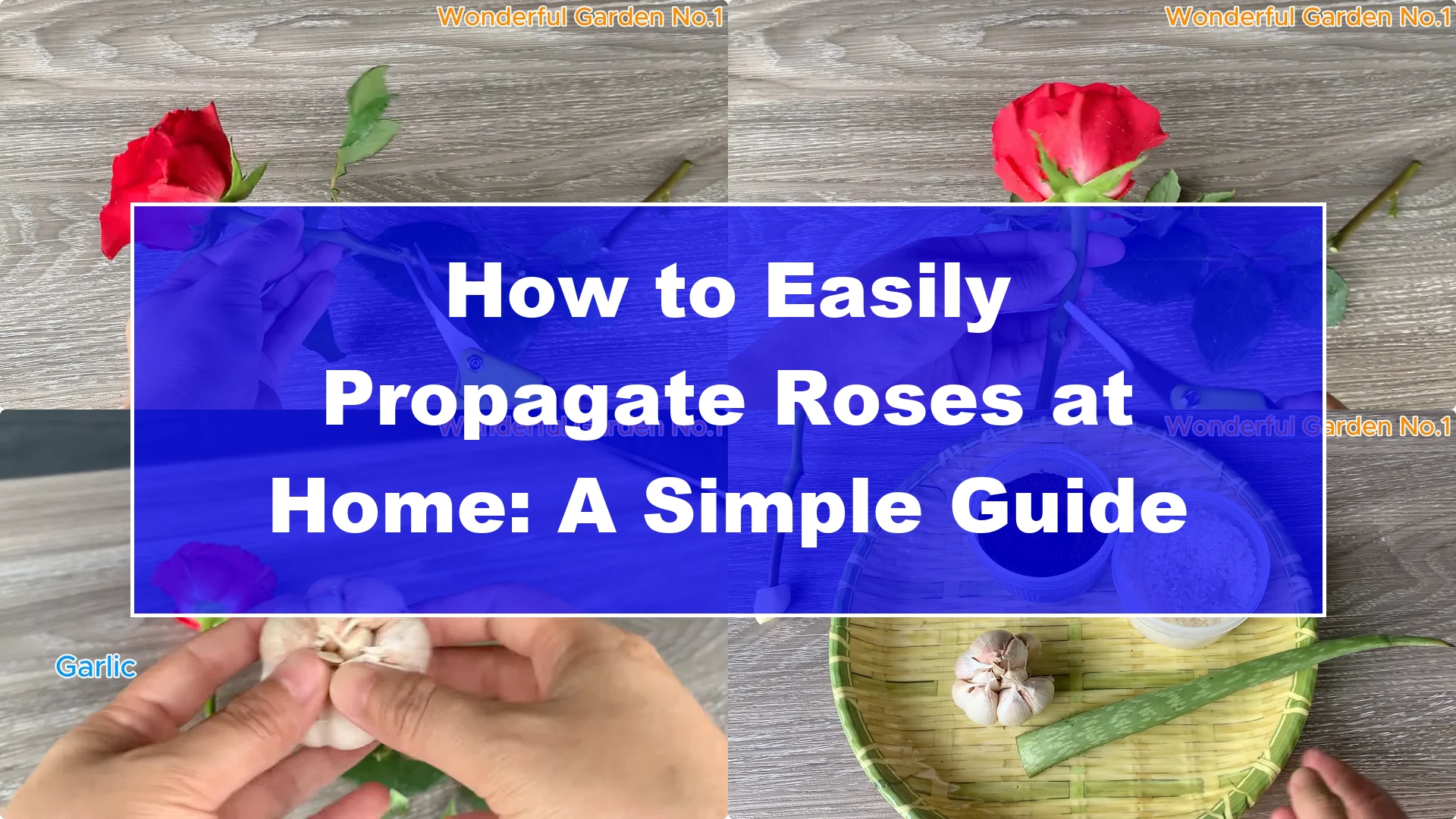How to Easily Propagate Roses at Home: A Simple Guide - Featured Image