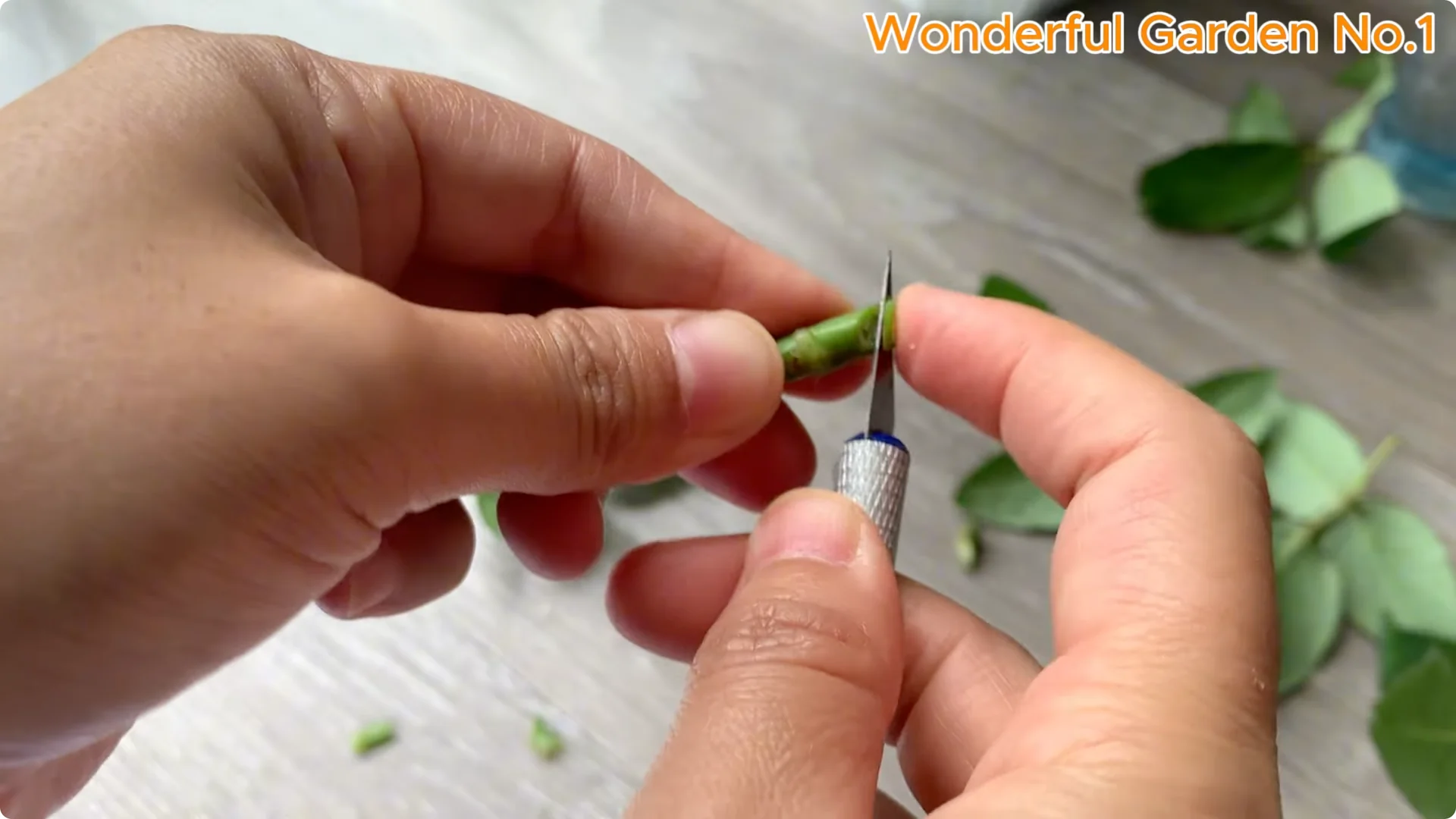 How to Grow 100 Rose Roots Overnight with One Simple Tip screenshot 10