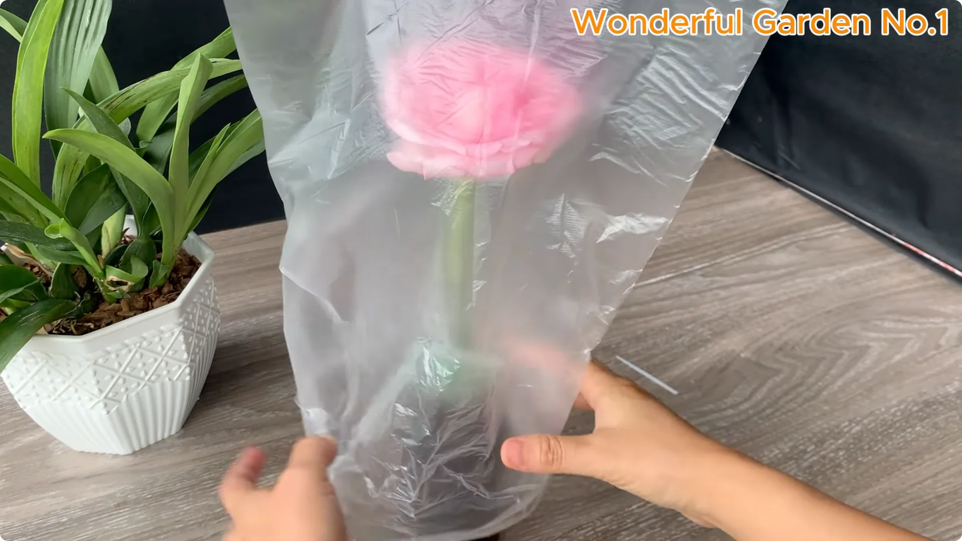 How to Grow 100 Rose Roots Overnight with One Simple Tip screenshot 16