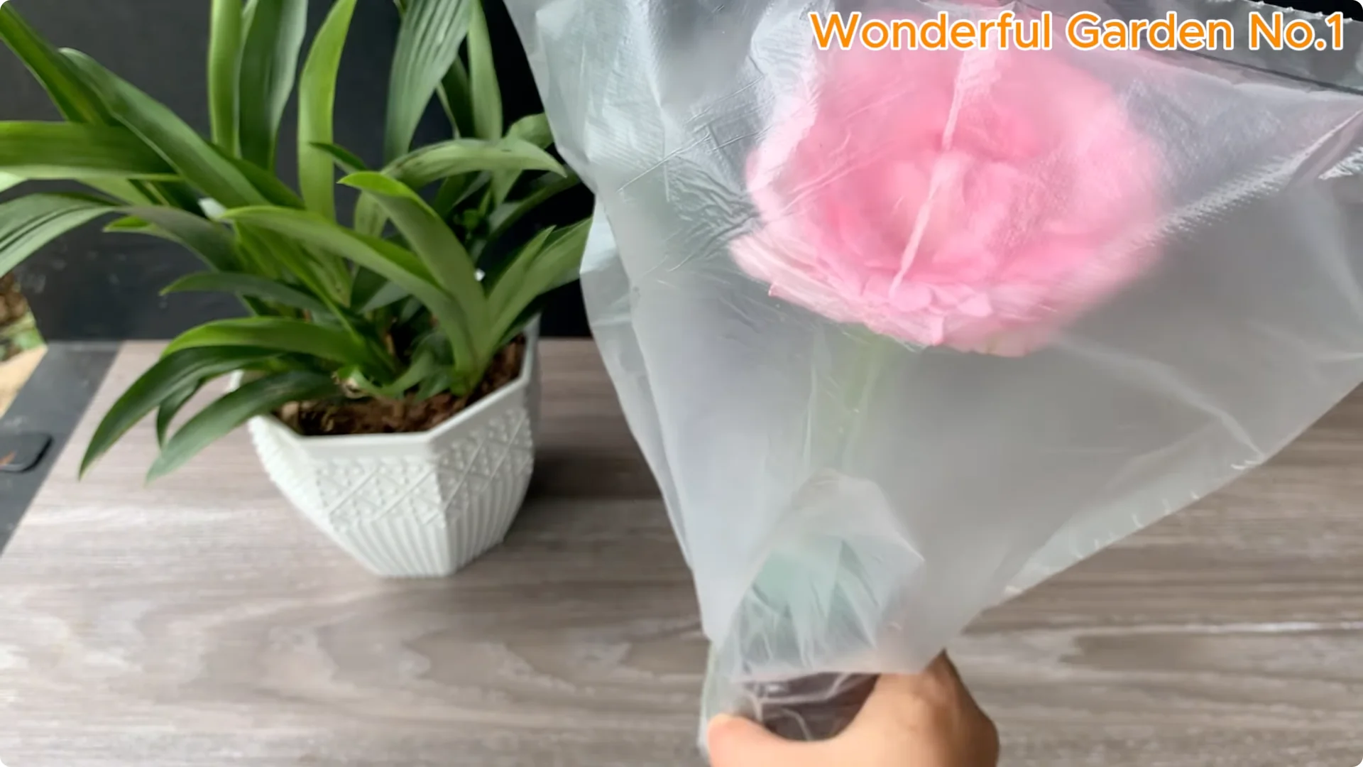 How to Grow 100 Rose Roots Overnight with One Simple Tip screenshot 17
