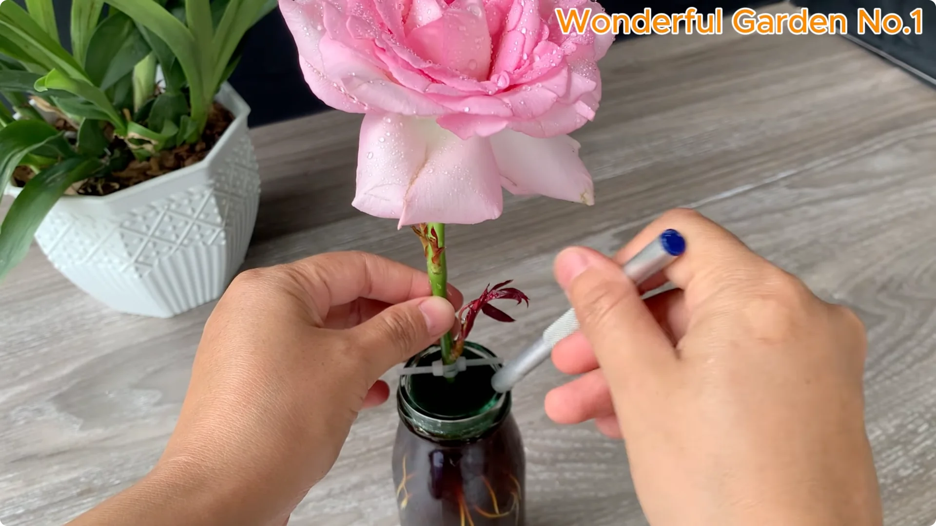 How to Grow 100 Rose Roots Overnight with One Simple Tip screenshot 19