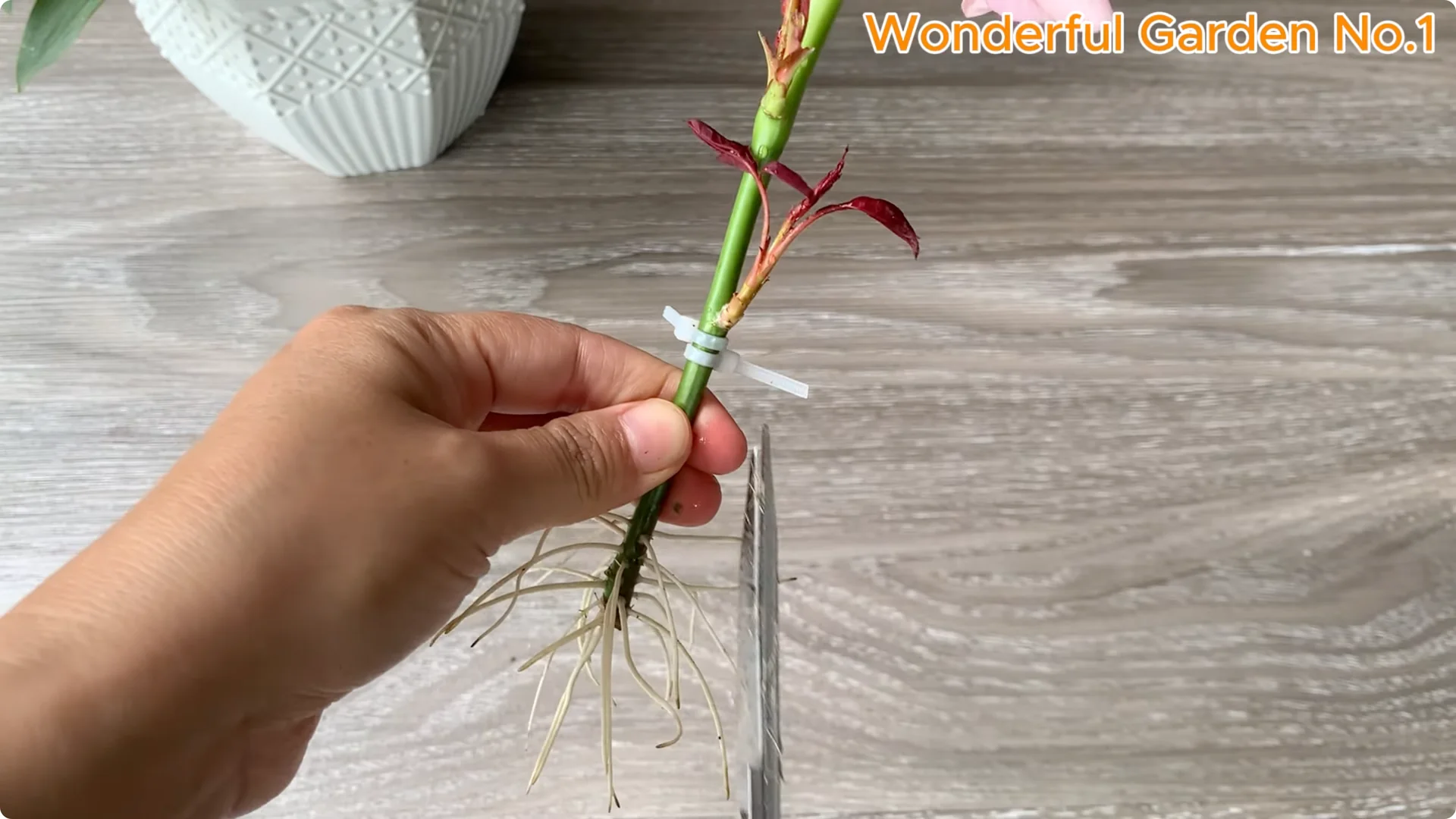 How to Grow 100 Rose Roots Overnight with One Simple Tip screenshot 20