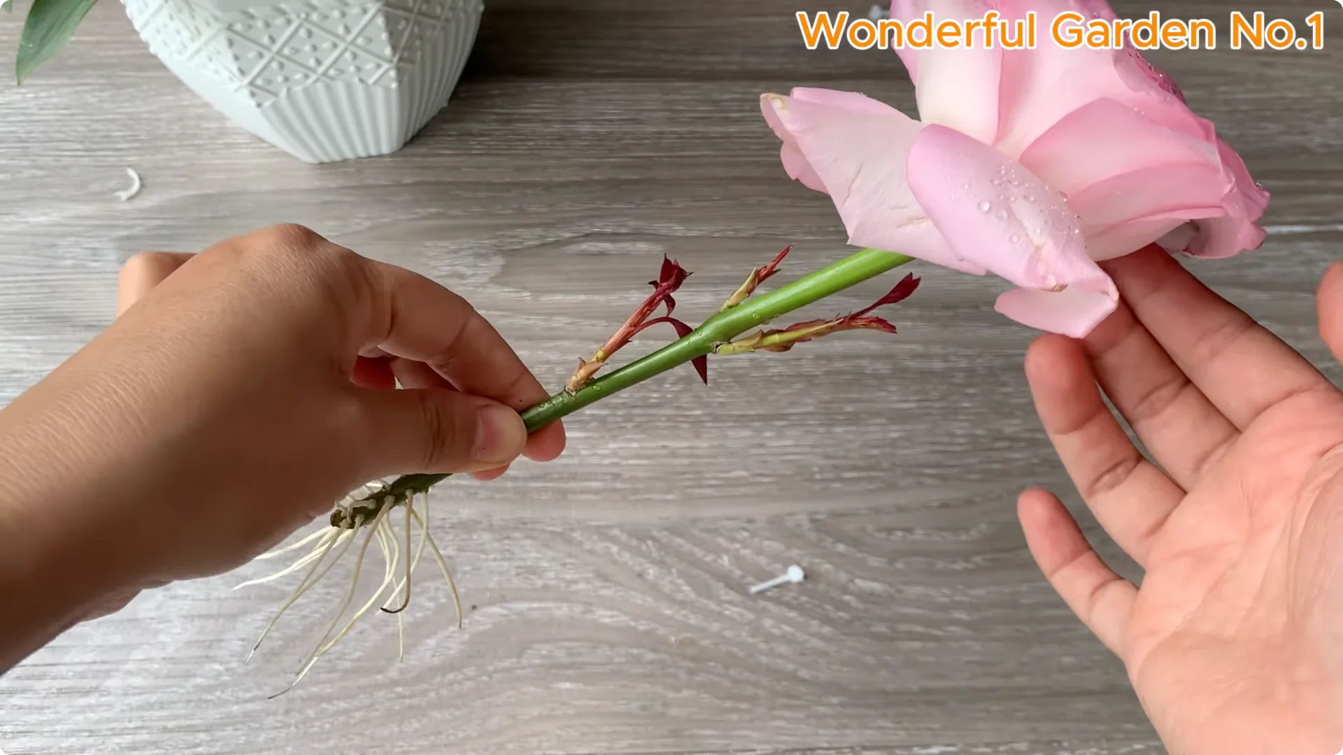 How to Grow 100 Rose Roots Overnight with One Simple Tip screenshot 21
