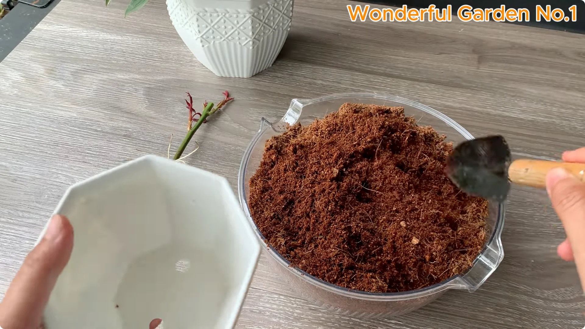 How to Grow 100 Rose Roots Overnight with One Simple Tip screenshot 22