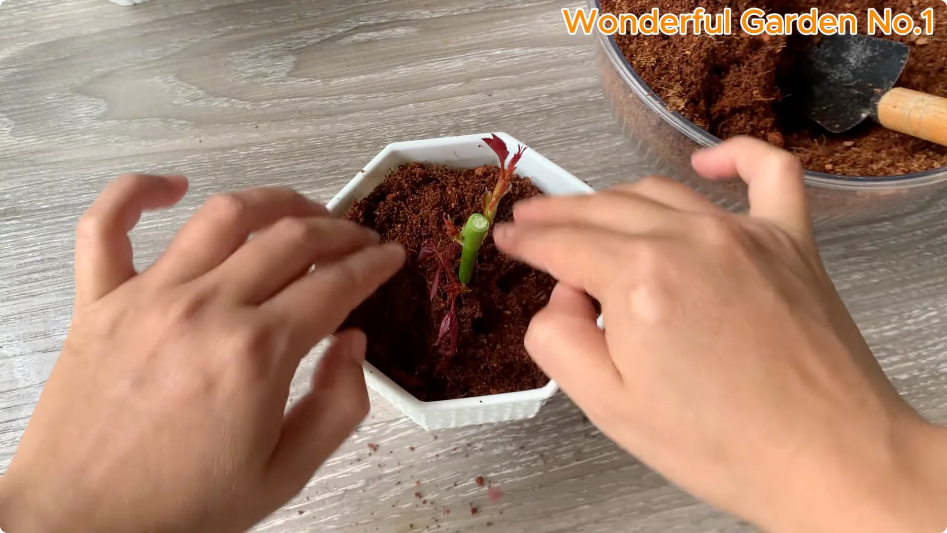 How to Grow 100 Rose Roots Overnight with One Simple Tip screenshot 23