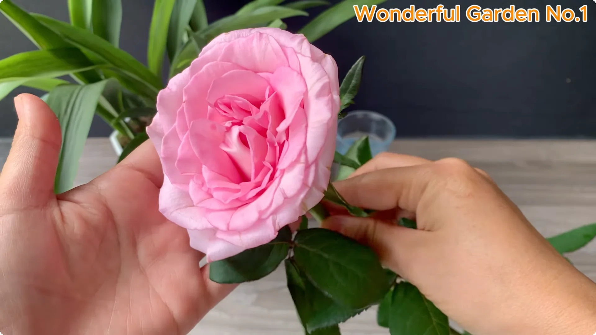 How to Grow 100 Rose Roots Overnight with One Simple Tip screenshot 8