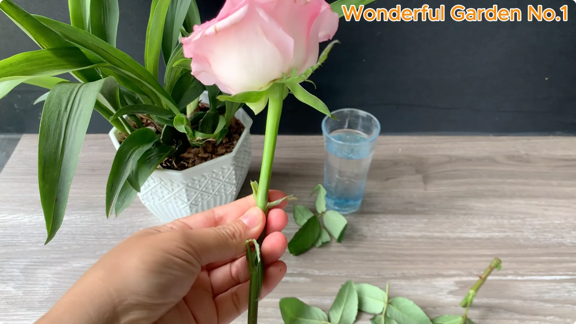 How to Grow 100 Rose Roots Overnight with One Simple Tip screenshot 9