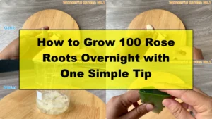 How to Grow 100 Rose Roots Overnight with One Simple Tip - Featured Image