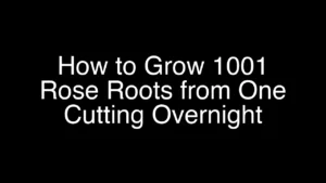 How to Grow 1001 Rose Roots from One Cutting Overnight - Featured Image