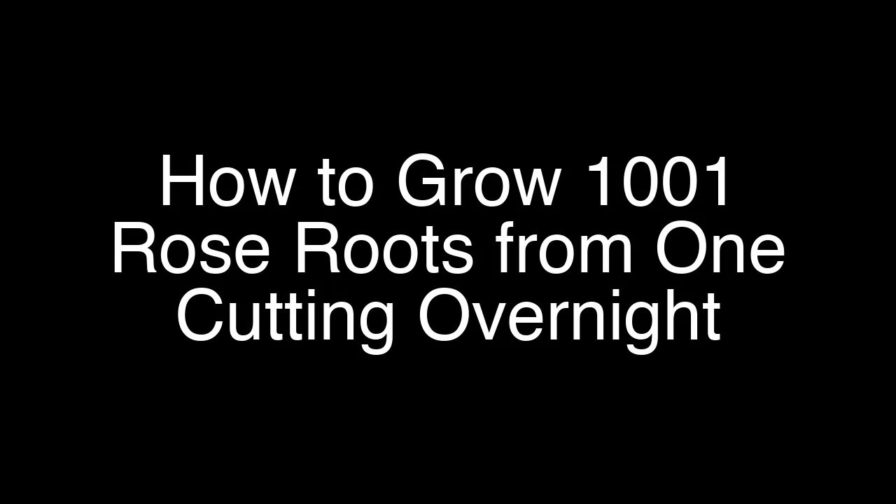 How to Grow 1001 Rose Roots from One Cutting Overnight - Featured Image