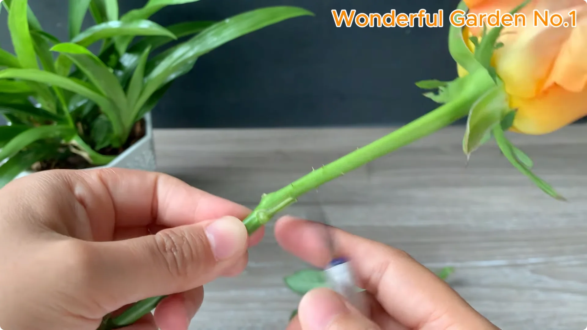 How to Grow 777 Rose Roots Without Soil Using This Method screenshot 1