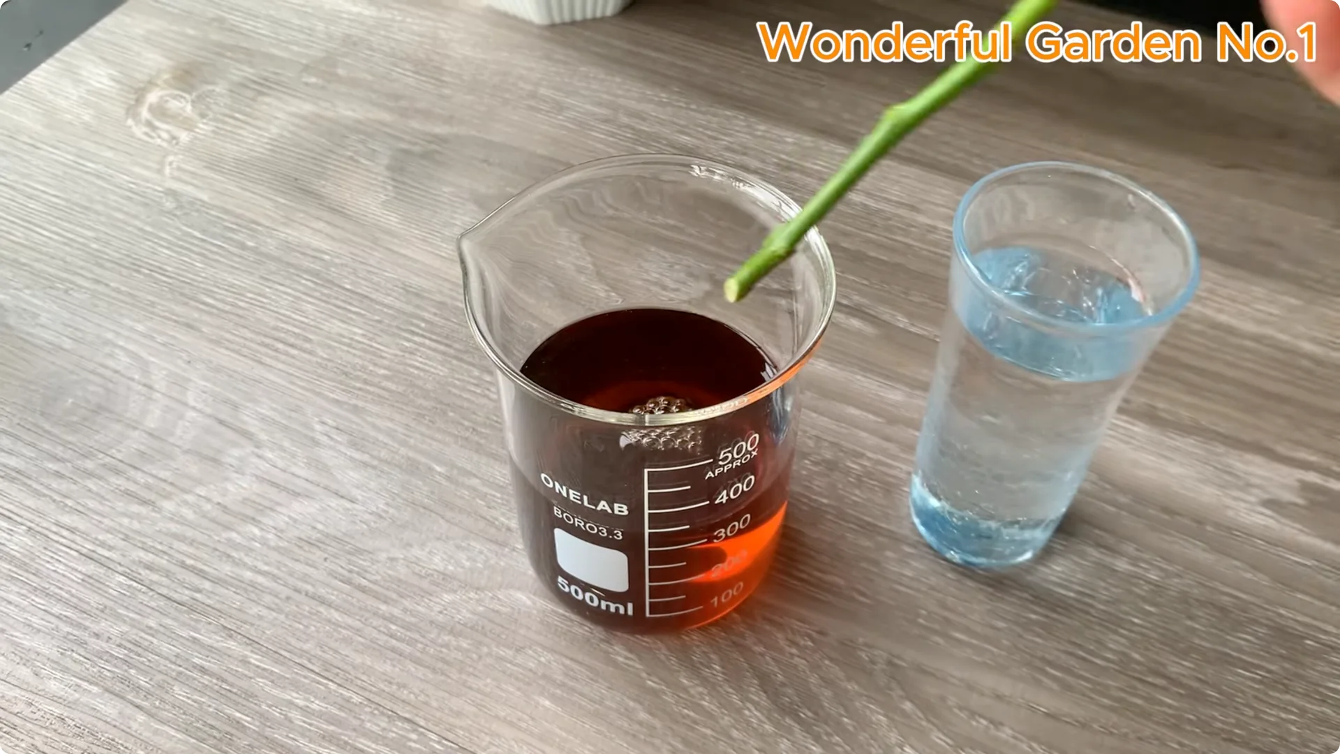 How to Grow 777 Rose Roots Without Soil Using This Method screenshot 14