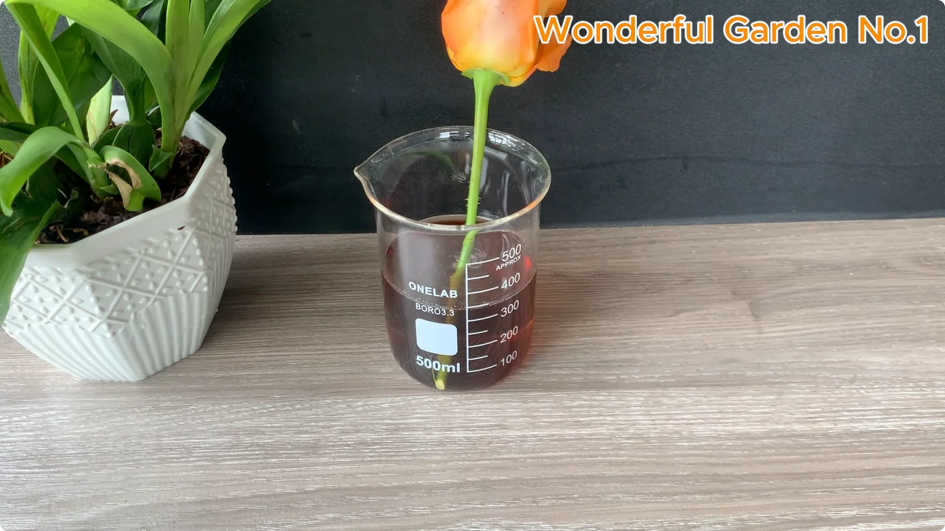 How to Grow 777 Rose Roots Without Soil Using This Method screenshot 15