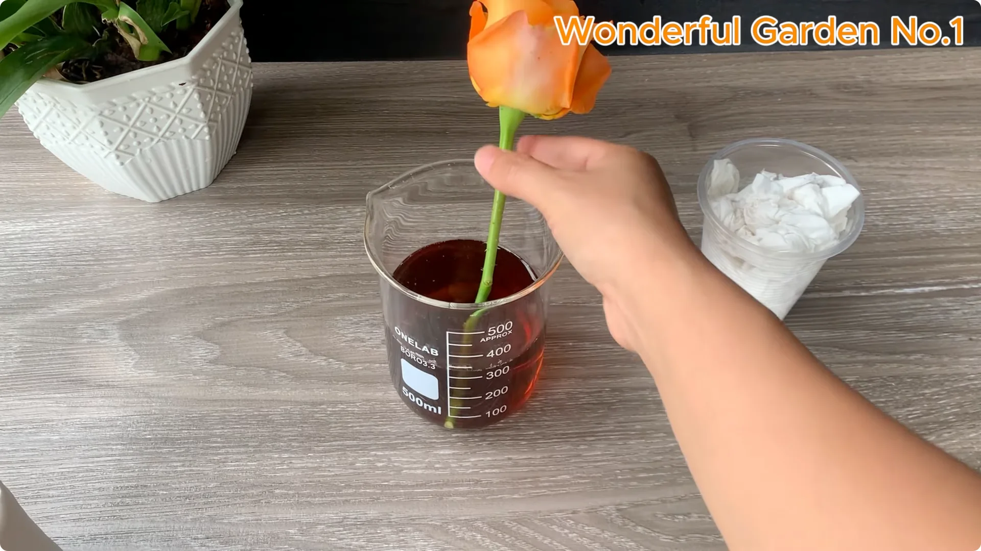 How to Grow 777 Rose Roots Without Soil Using This Method screenshot 17