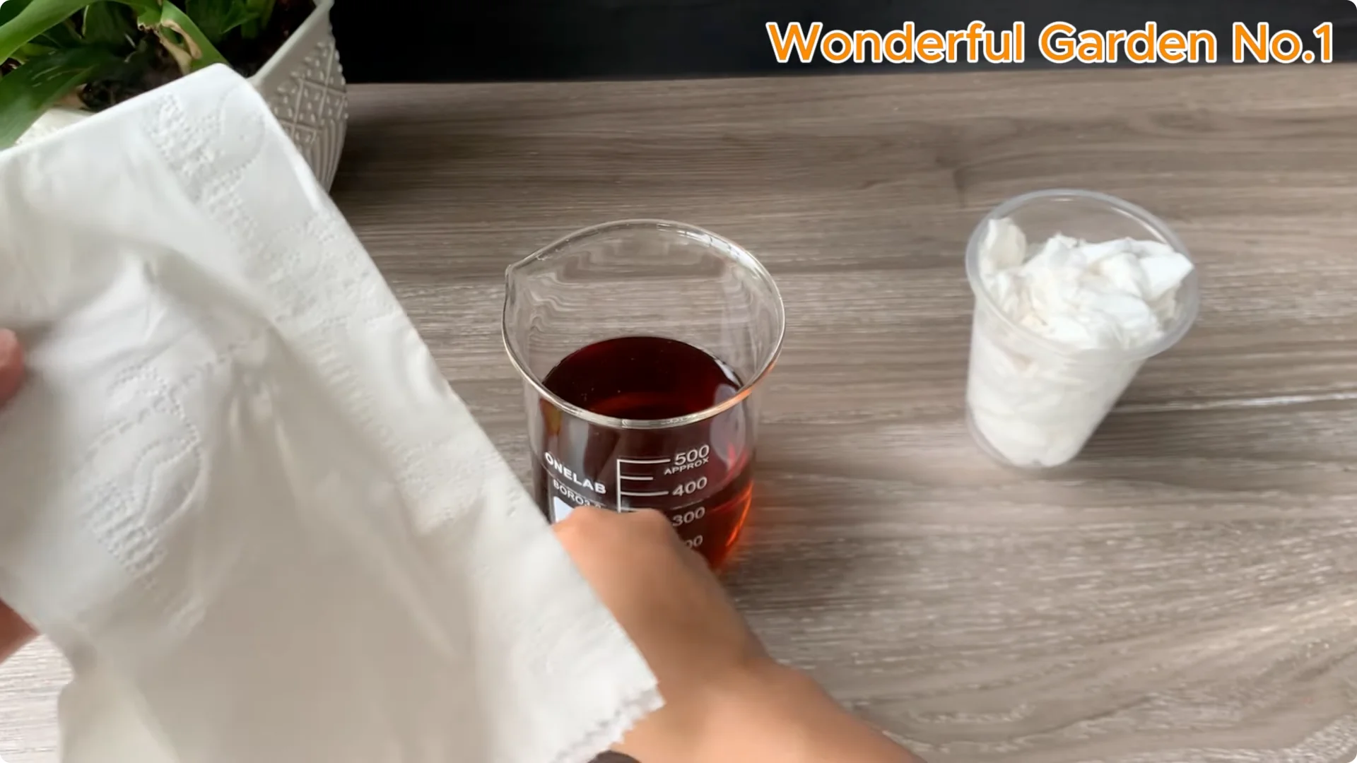 How to Grow 777 Rose Roots Without Soil Using This Method screenshot 19