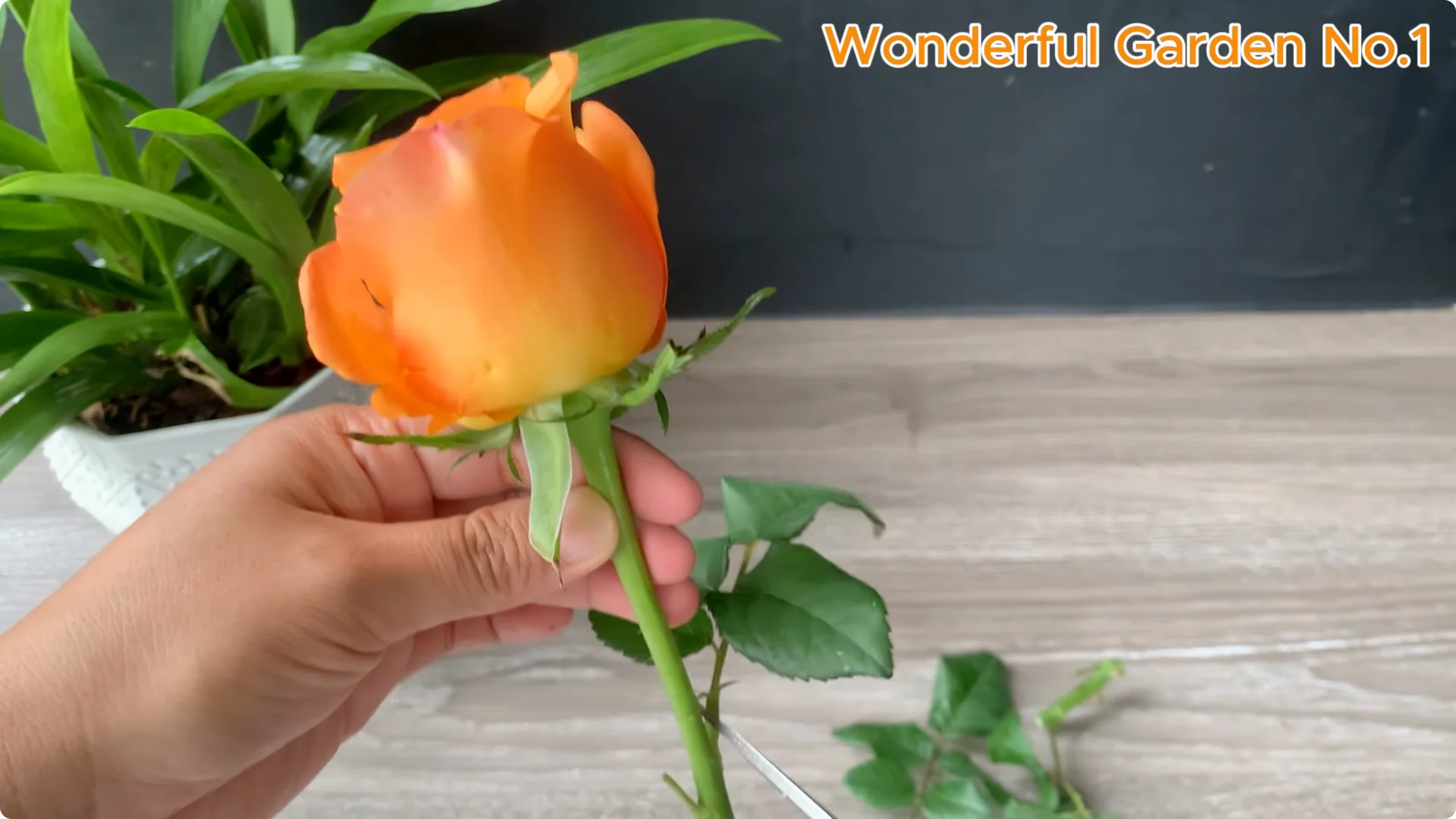 How to Grow 777 Rose Roots Without Soil Using This Method screenshot 2