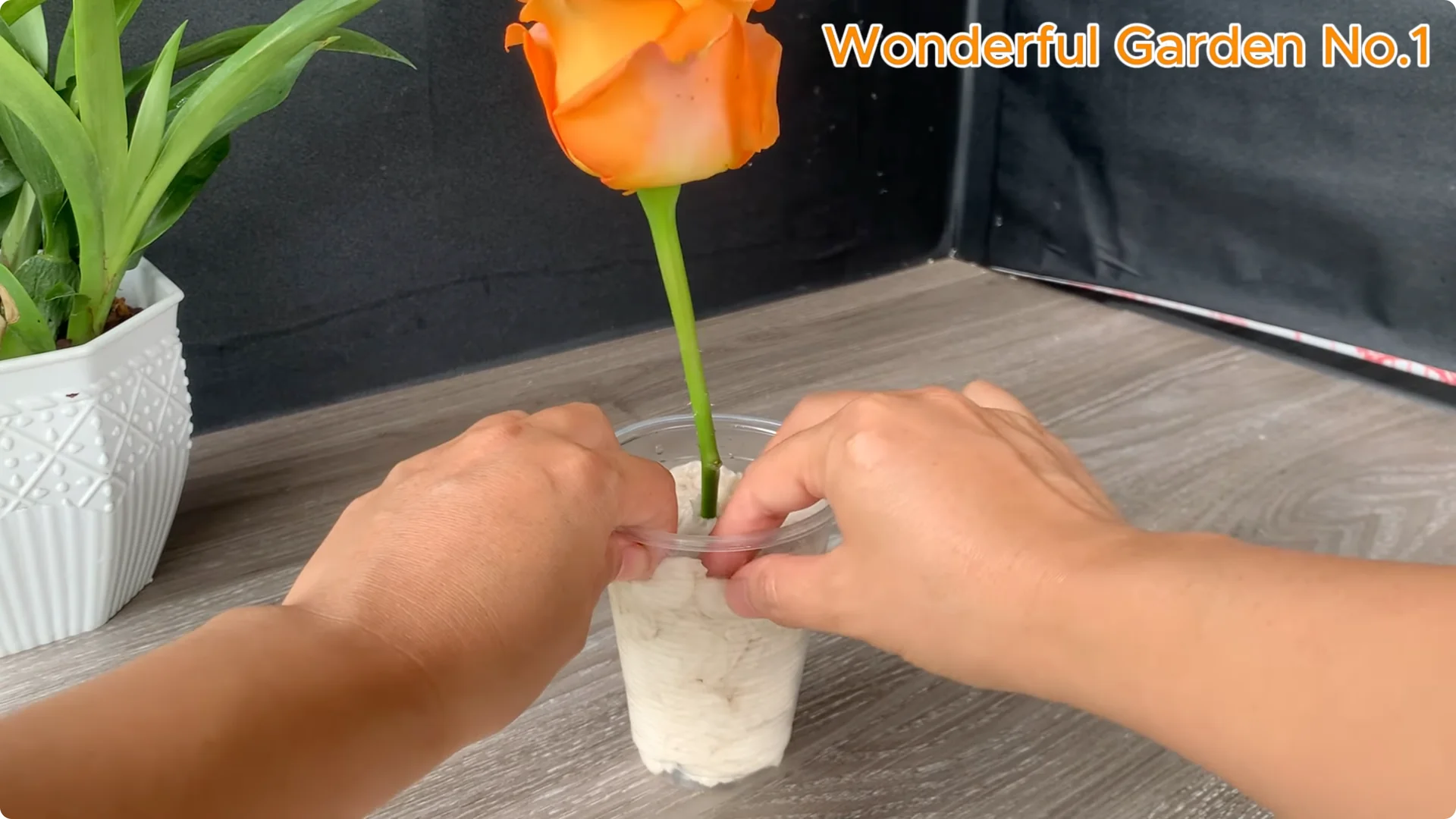 How to Grow 777 Rose Roots Without Soil Using This Method screenshot 23