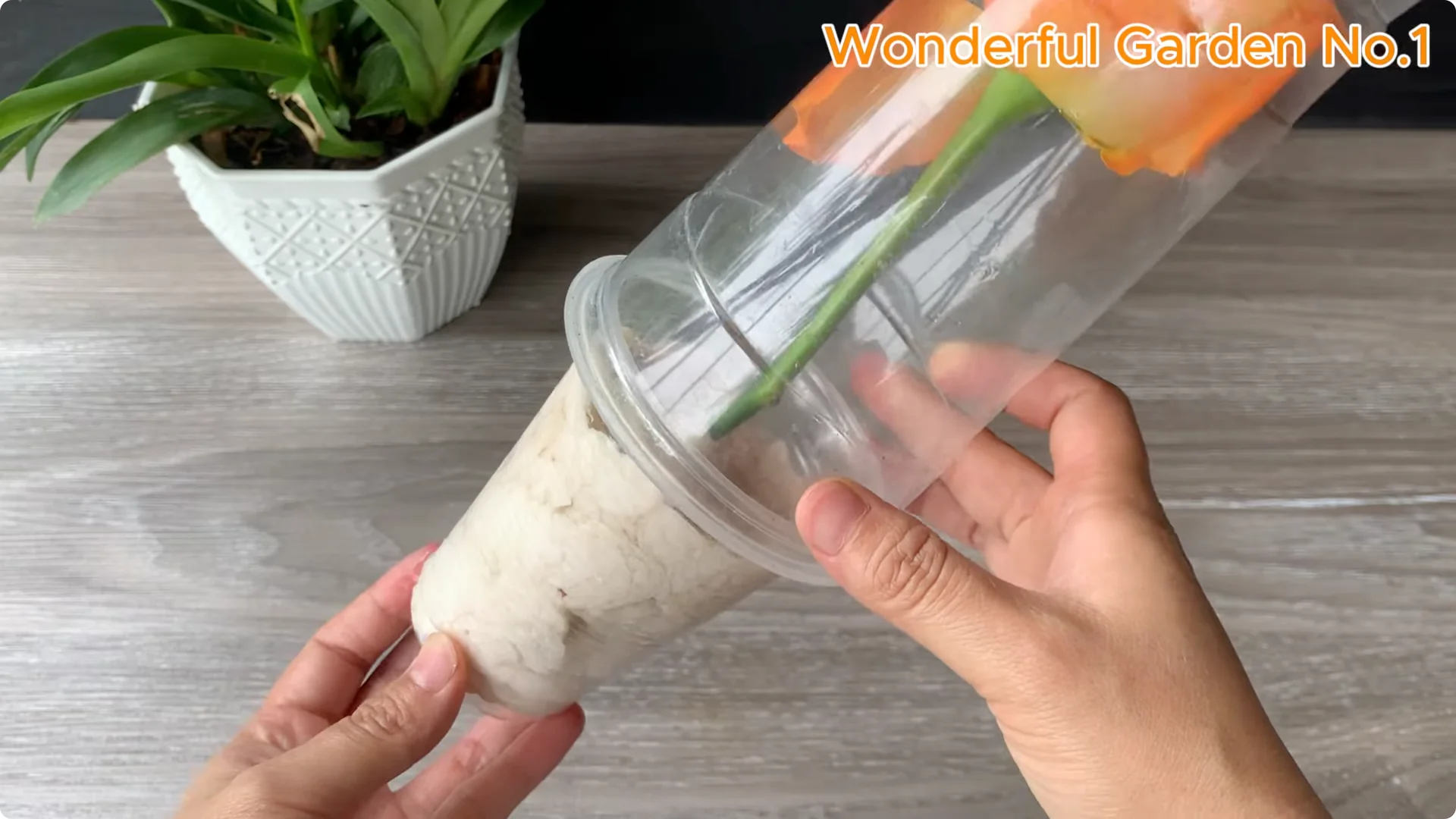 How to Grow 777 Rose Roots Without Soil Using This Method screenshot 25