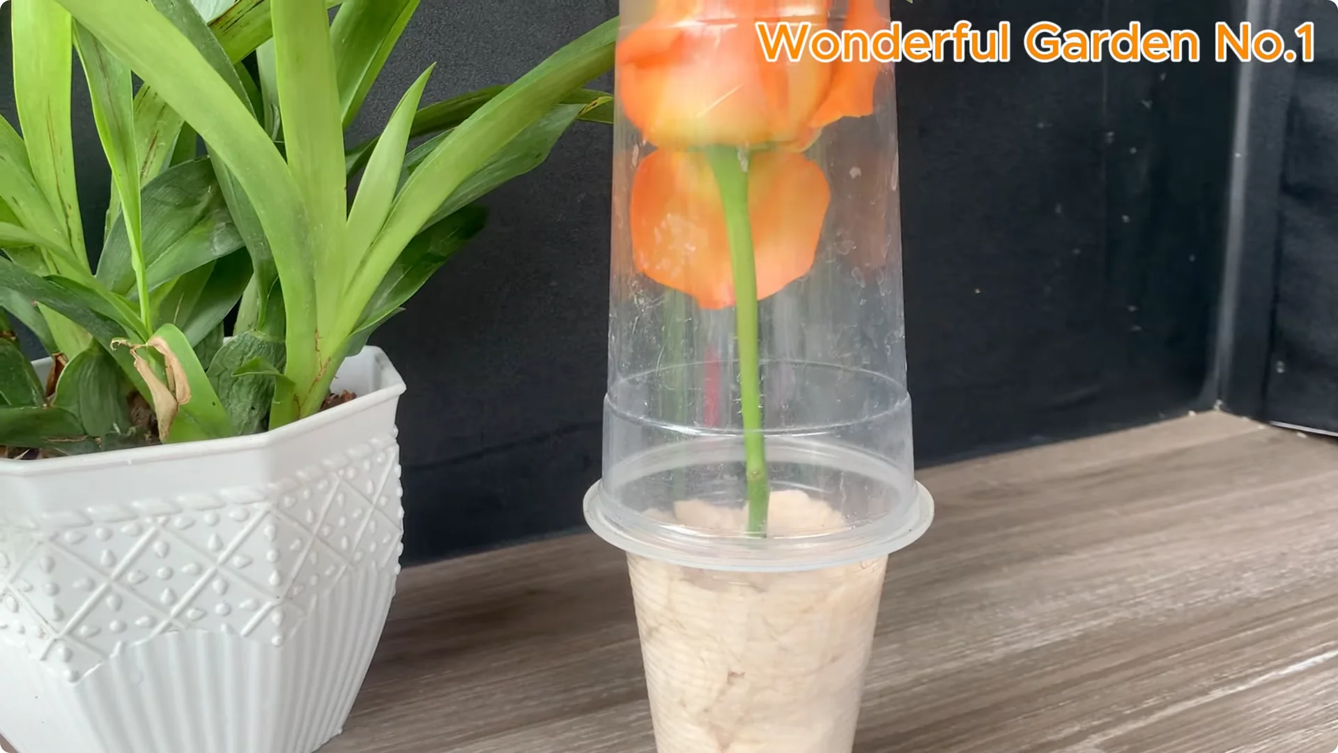 How to Grow 777 Rose Roots Without Soil Using This Method screenshot 26