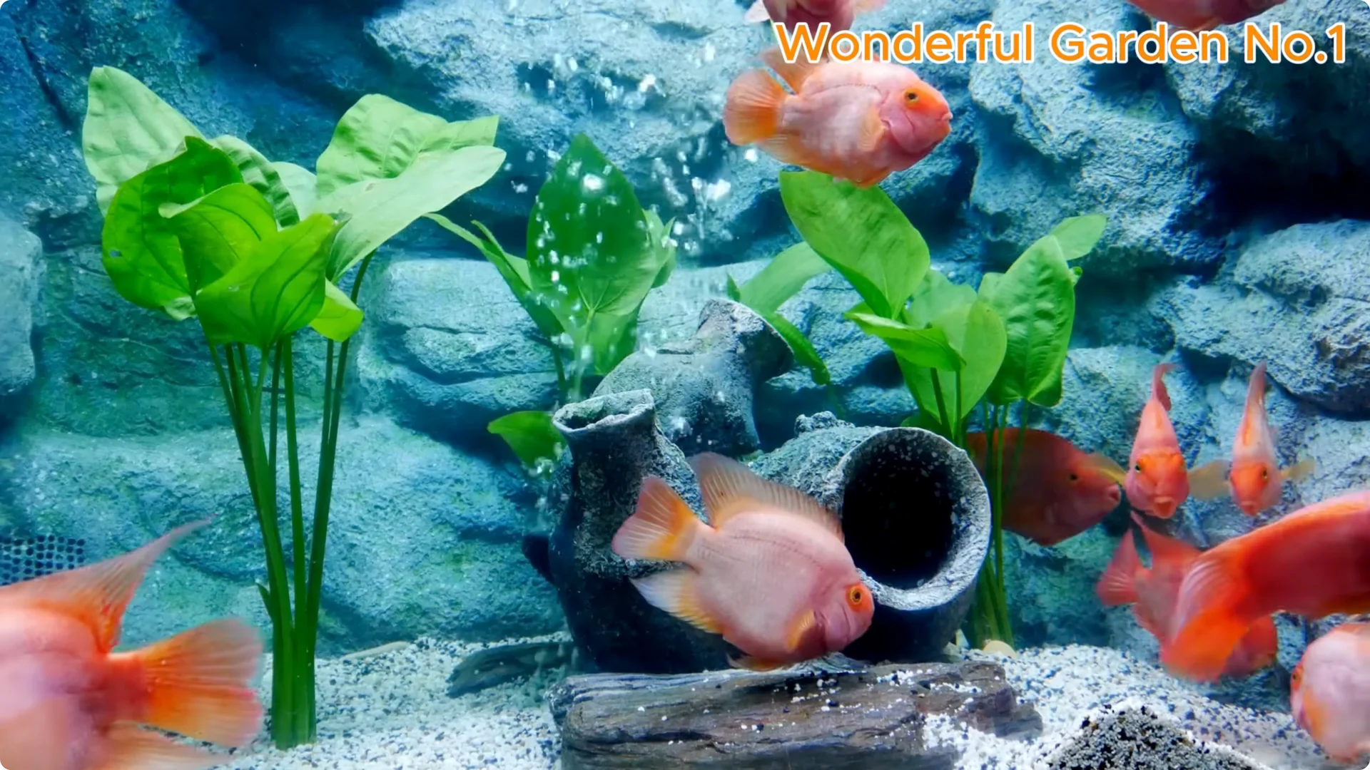 How to Grow 777 Rose Roots Without Soil Using This Method screenshot 27