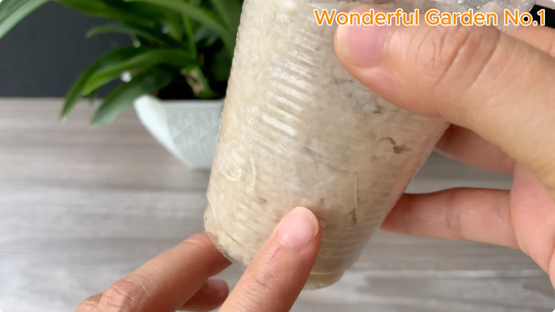 How to Grow 777 Rose Roots Without Soil Using This Method screenshot 28