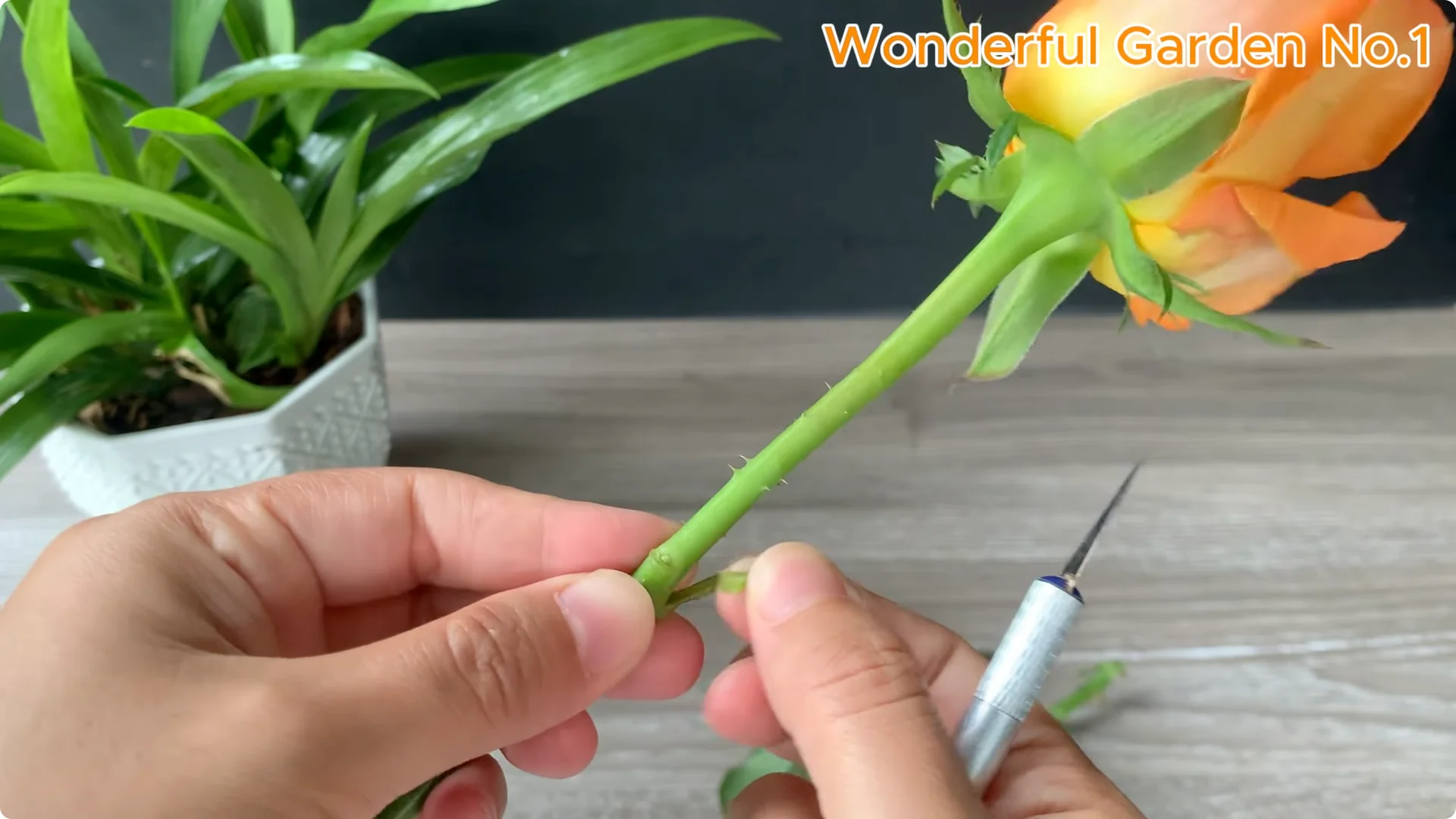 How to Grow 777 Rose Roots Without Soil Using This Method screenshot 3