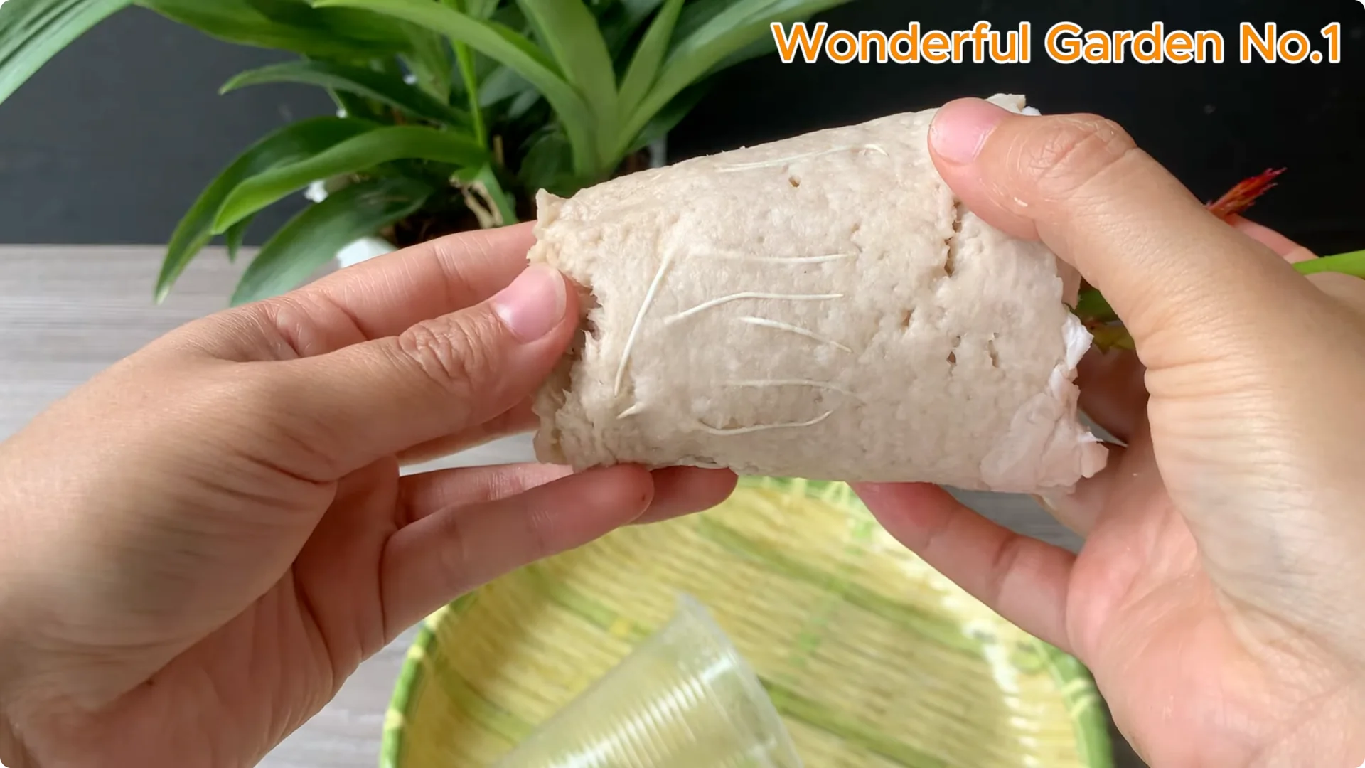 How to Grow 777 Rose Roots Without Soil Using This Method screenshot 30