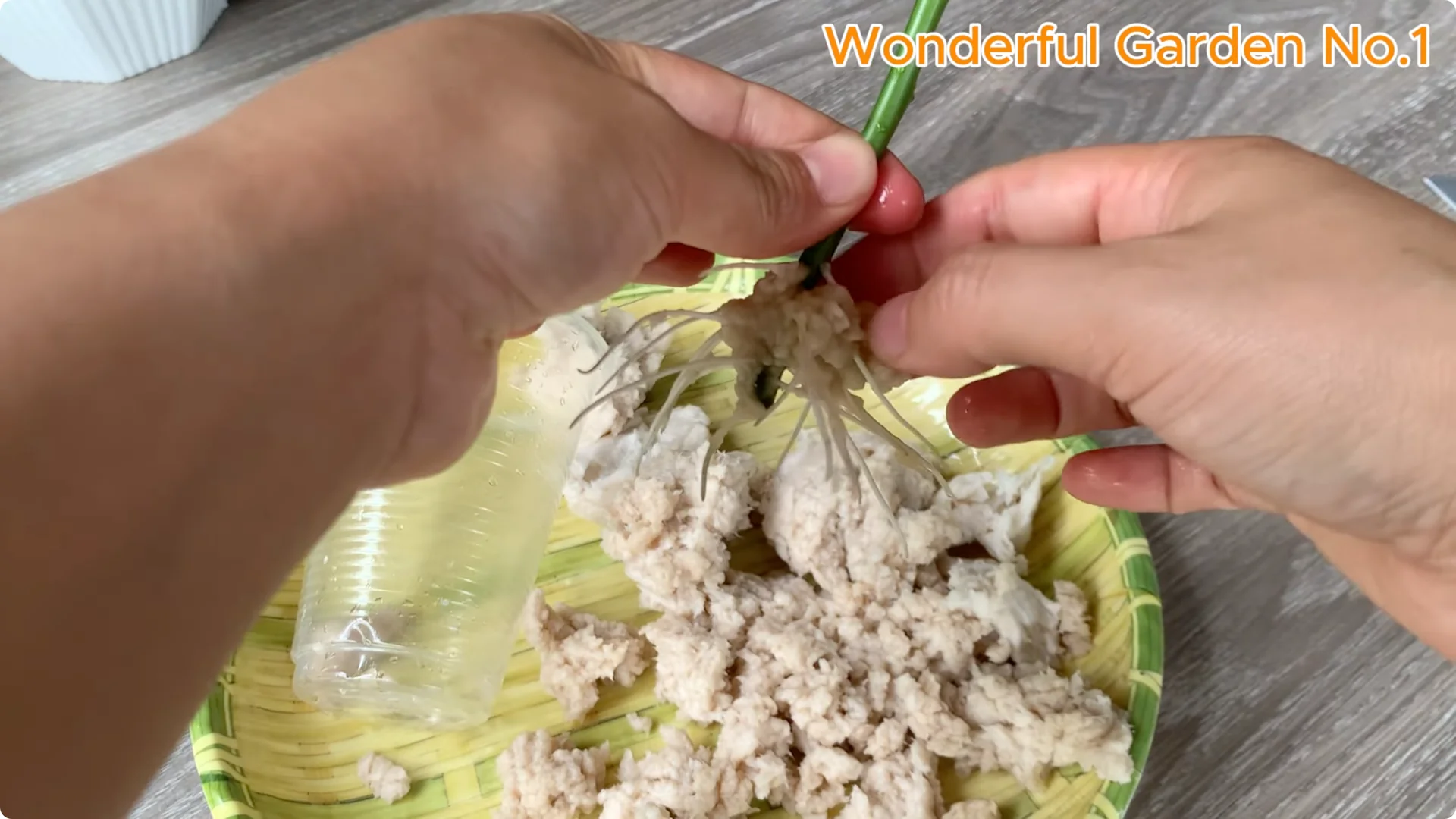 How to Grow 777 Rose Roots Without Soil Using This Method screenshot 31